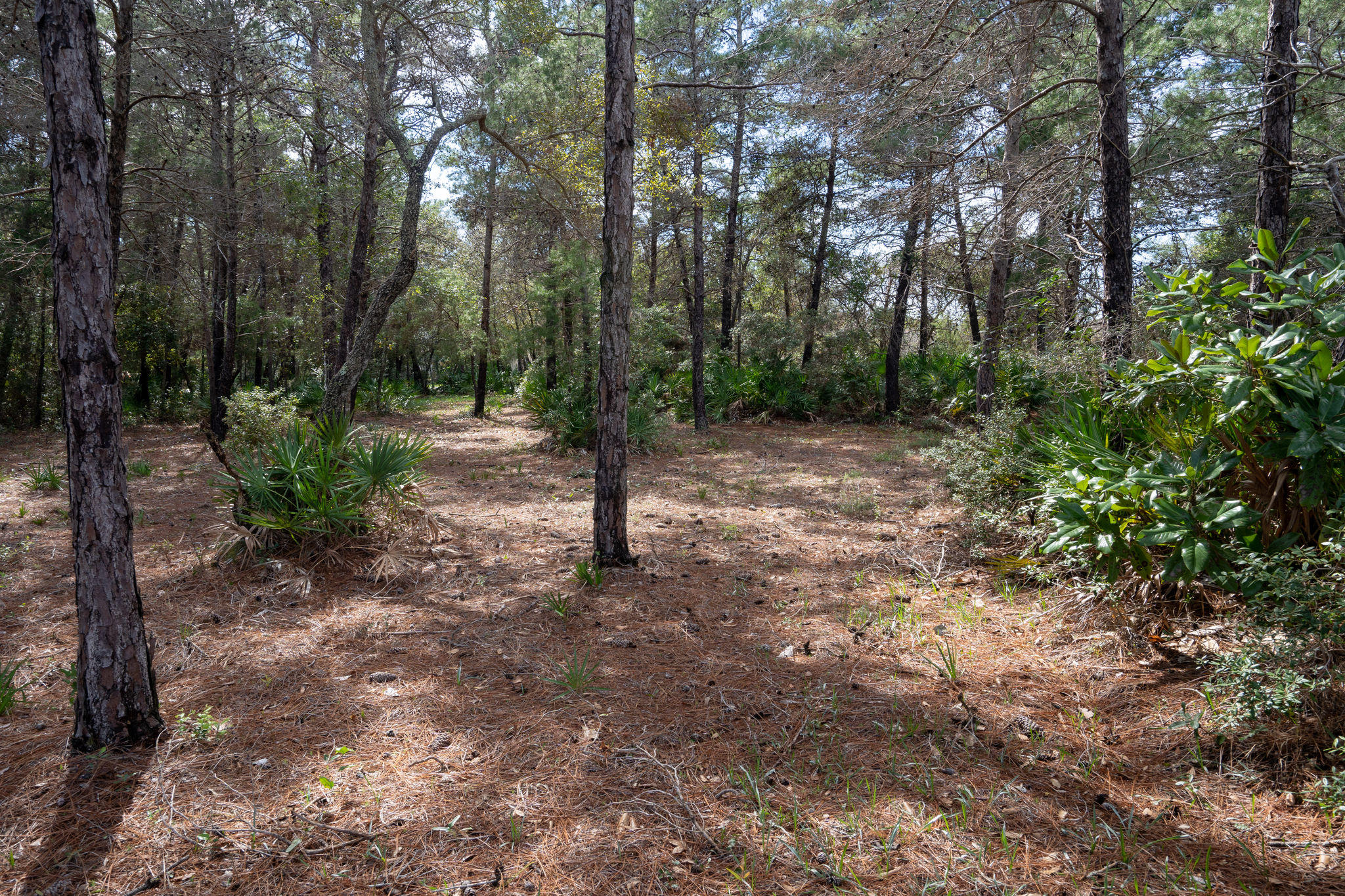 BURNT PINE - Land