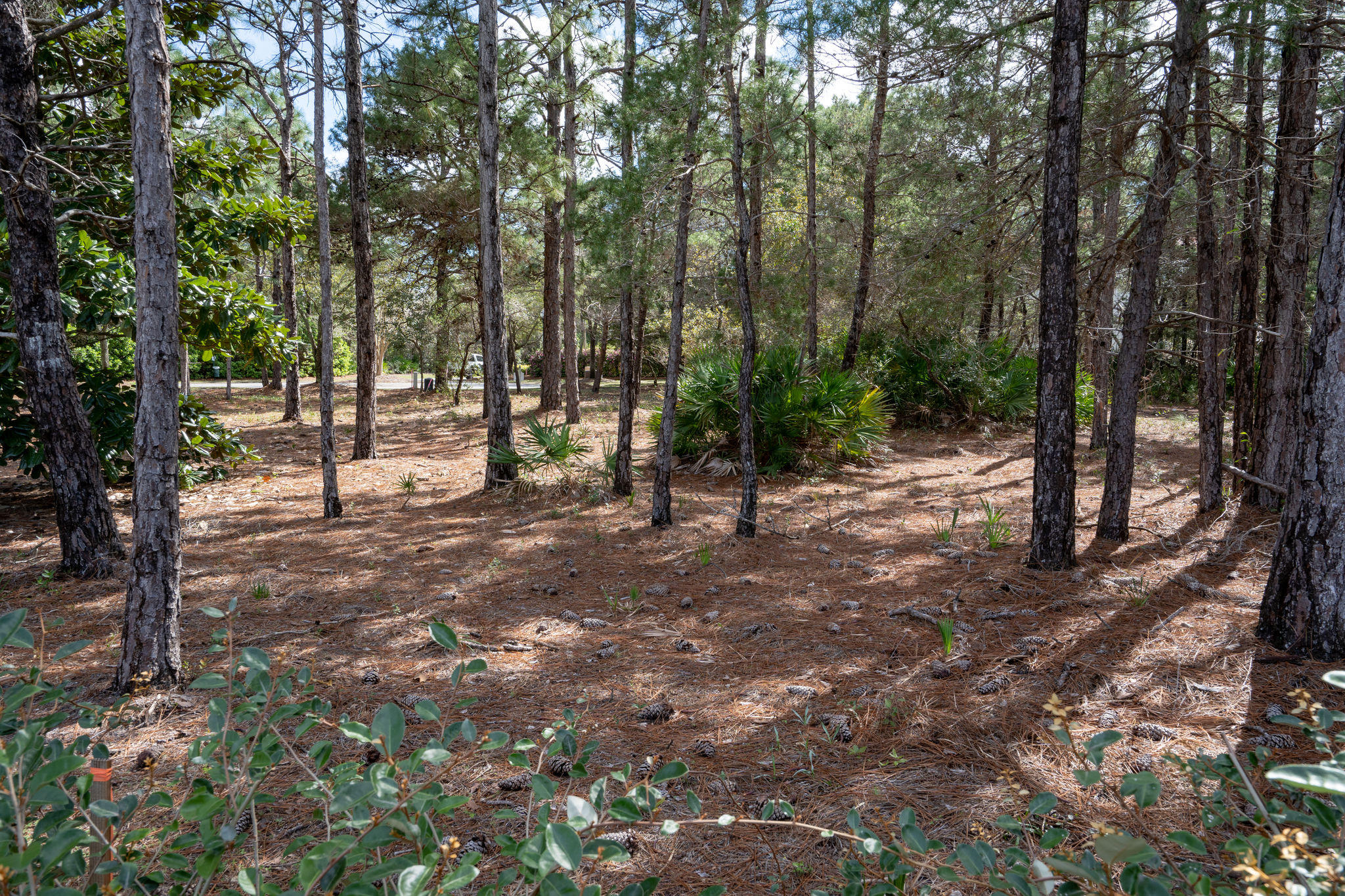 BURNT PINE - Land