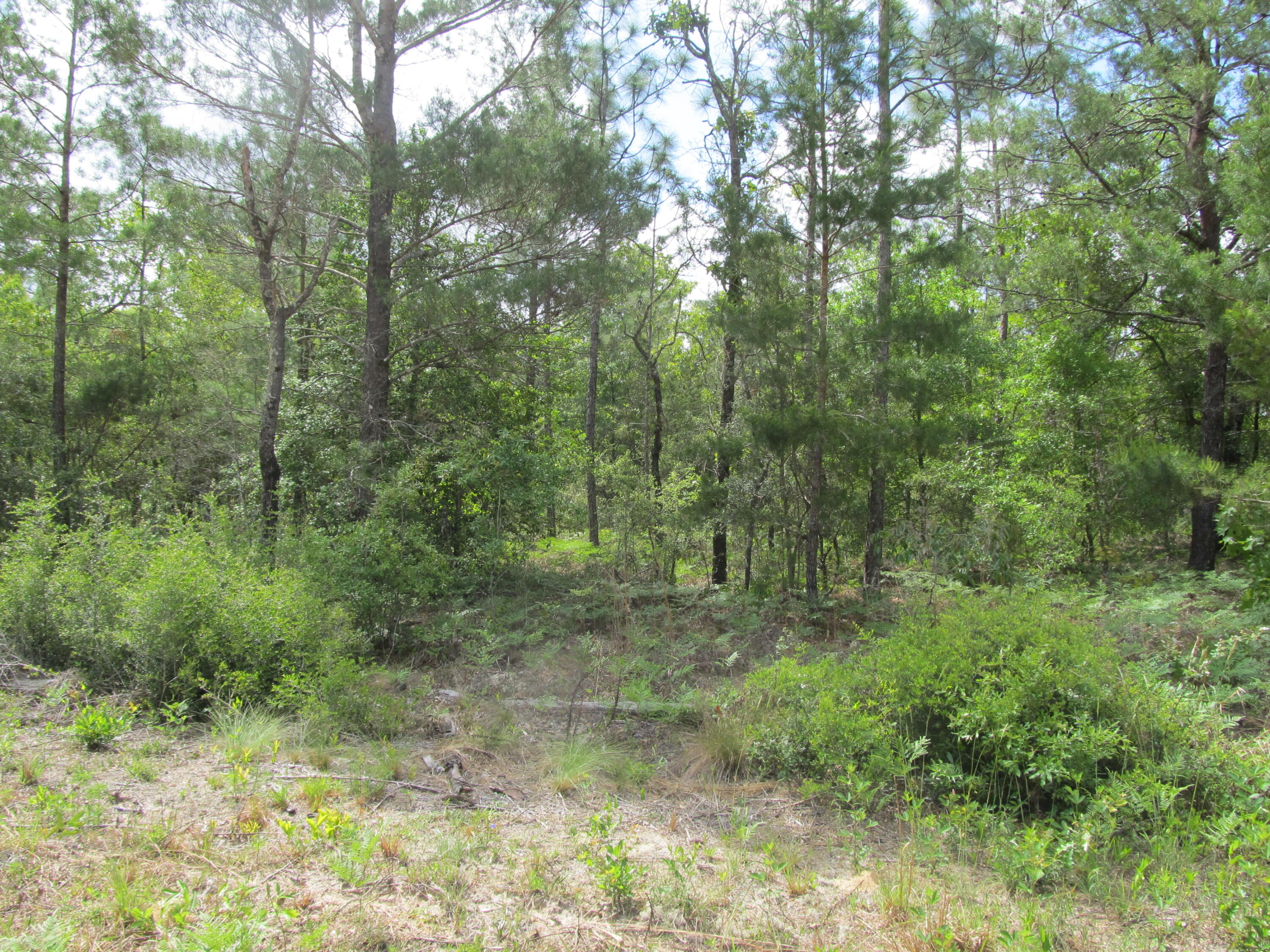 OAKWOOD HILLS UNIT 1 - Land