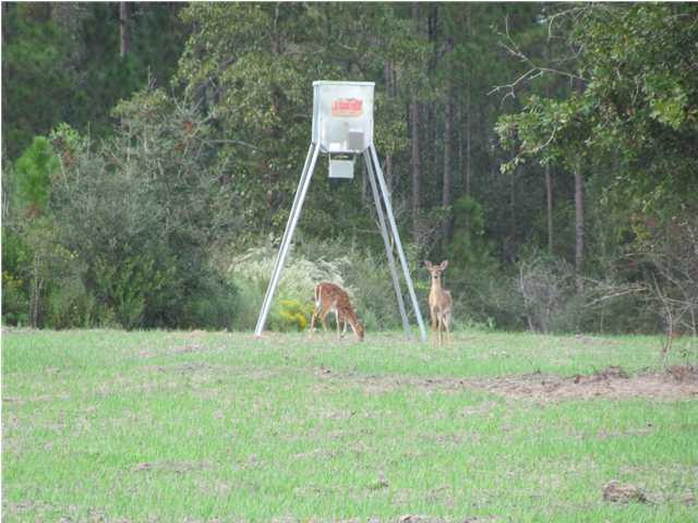 Magnolia Ranch - Land