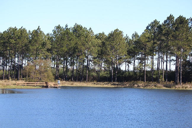 MAGNOLIA RANCH - Residential