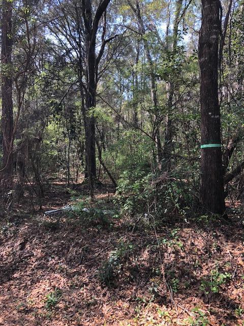 HUNTERS DREAM, NOT FAR FROM TOWN! TWO PARCELS BEING SOLD TOGETHER WITH PAVED ROAD ACCESS, SURROUNDED BY BLACKWATER FOREST. BUILD YOUR WEEKEND RETREAT, HUNTING CAMP, OR NEW HOME ON THIS PEACEFUL SECLUDED SITE!
Not far from Blackwater Forest Bone Creek Recreational Park.