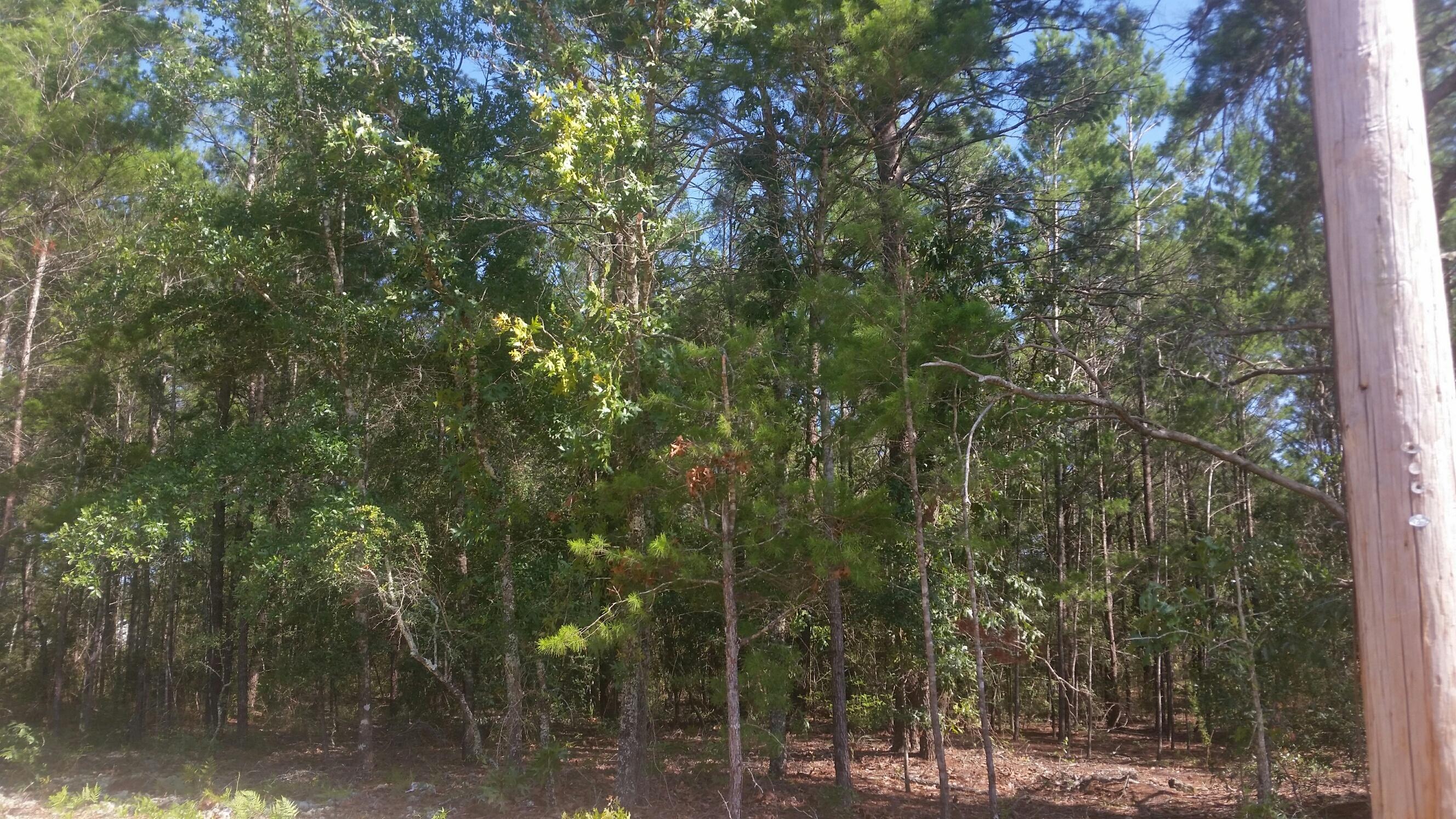 Beautiful wooded lot located in Mossy head just minuets away form Hwy 285/Interstate exchange. Lot measurements subject to an up to date survey.