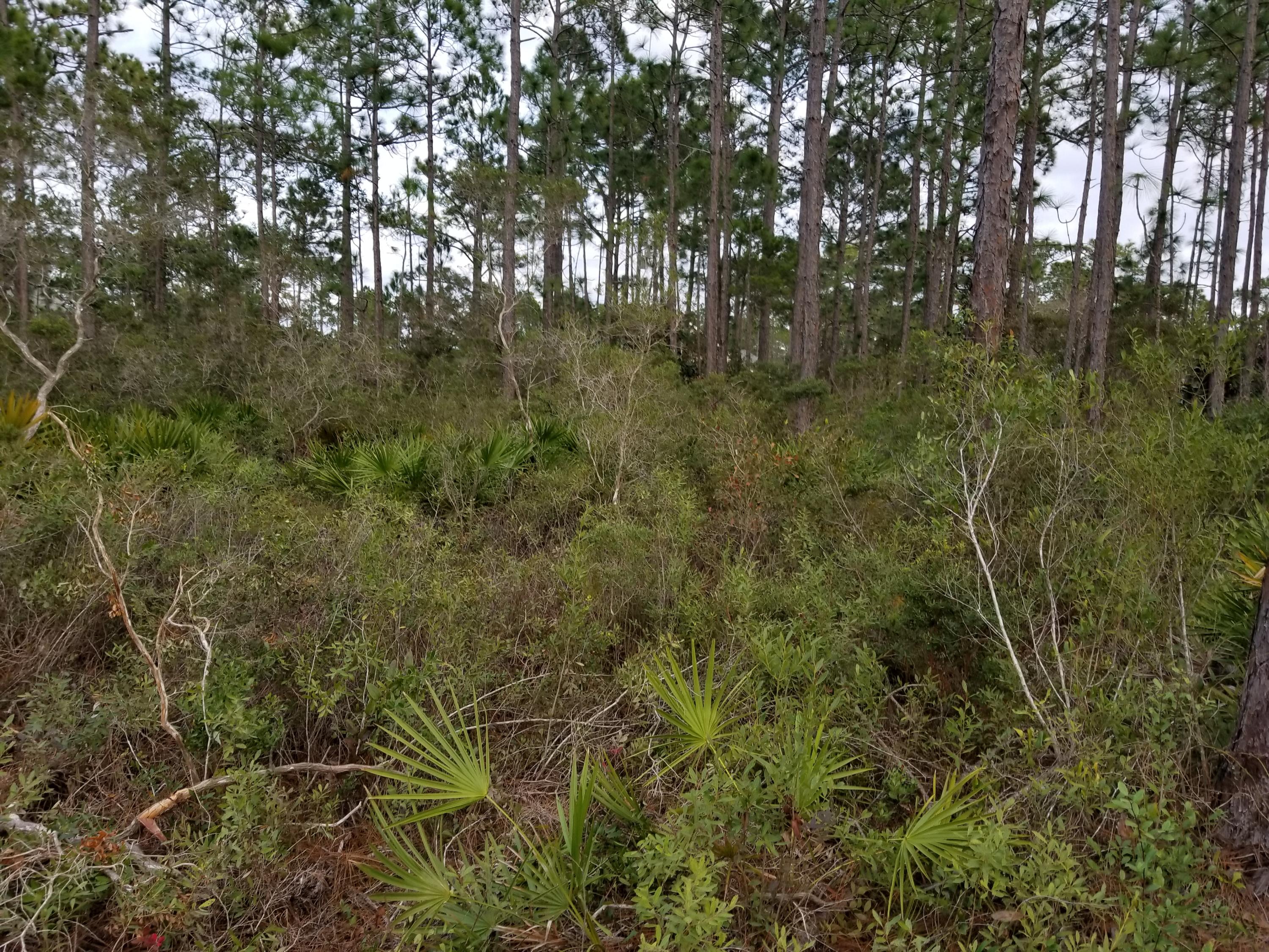 High and dry level lot,minutes from Silver Sands Outlet,Scared Heart Hospital,grocery
shopping and sugar white sand beaches.
Buy now and build later,motivated seller.