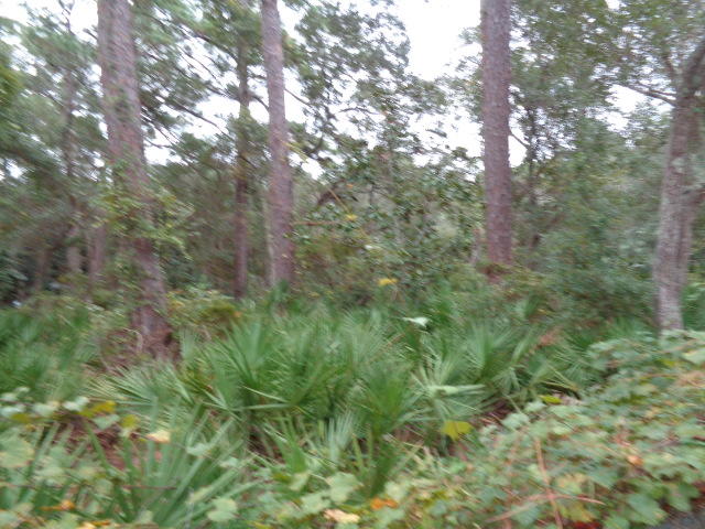 Beautiful, wooded lot in Santa Rosa Beach. Pretty trees, 150 feet to boat launch, close to schools, shopping, beach and restaurants. No HOA, no build-out times. ***Buyer is responsible for personally verifying details about this property. Any information contained in this listing is believed to be accurate but is not guaranteed.***