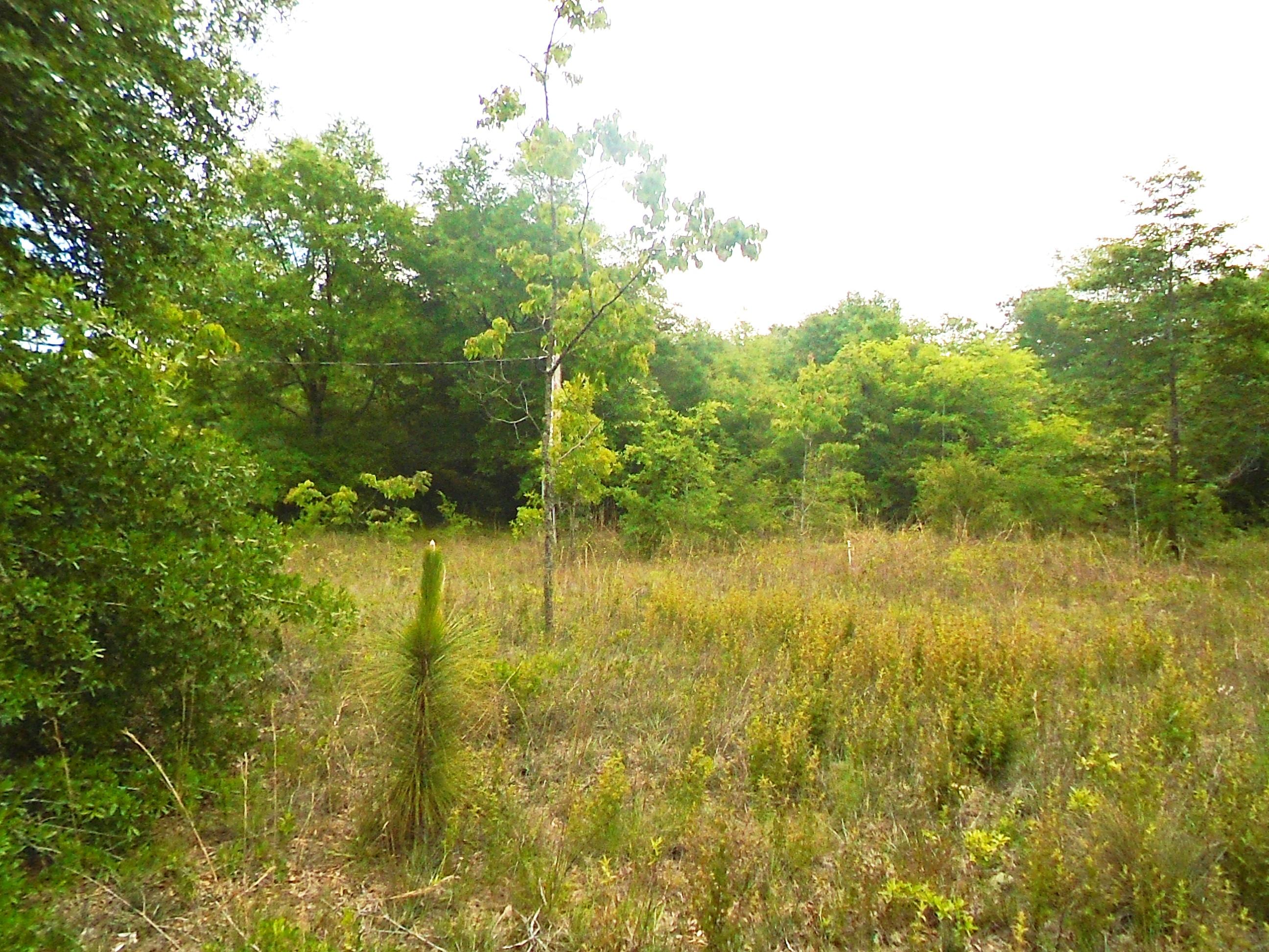 The Plantations - Land