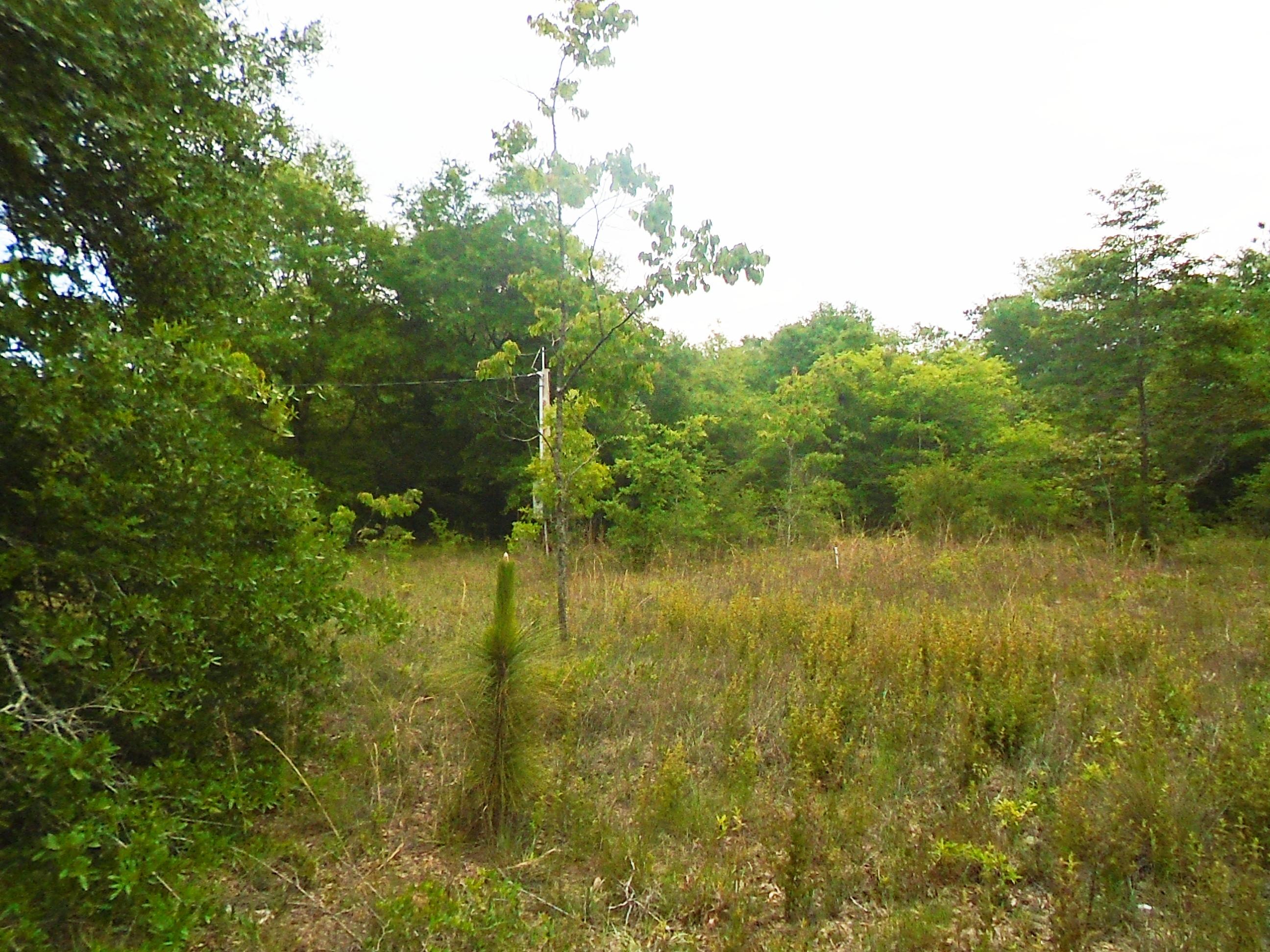 The Plantations - Land