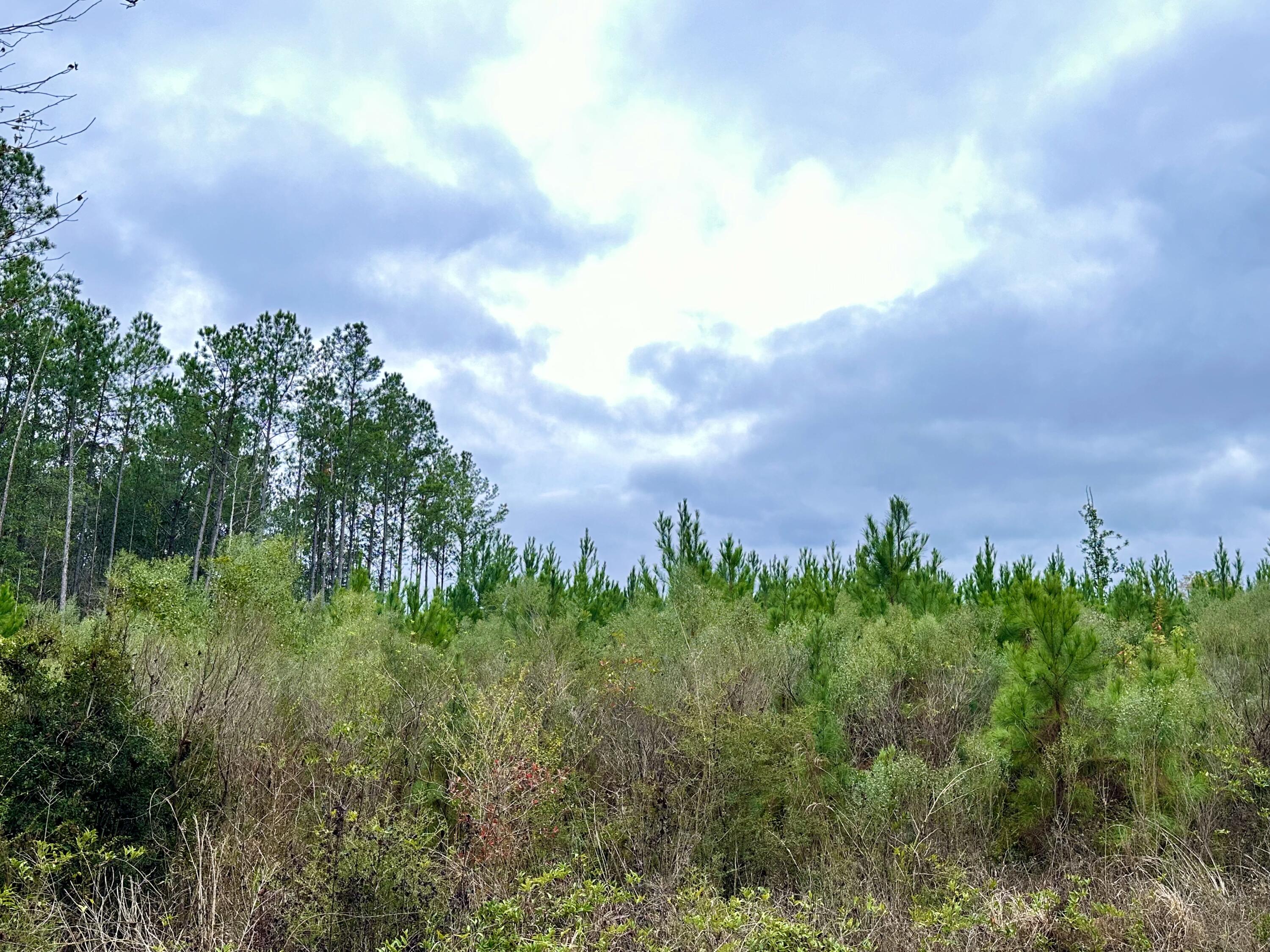 Dream Location for Country Living or Hunters Paradise either way you won't want to miss this opportunity! This Beautiful 74.88+/- Acres of prime land on a corner lot on Dirt rd  White RD. and open creek Rd. Power may be available from white rd. Bring your build plans, hunting gear, Horses and ATVS LOCATION LOCATION!!!! This Property has Easy Access to Panama City Beaches I-10, Hwy 79, Hwy 81, and Hwy 90.