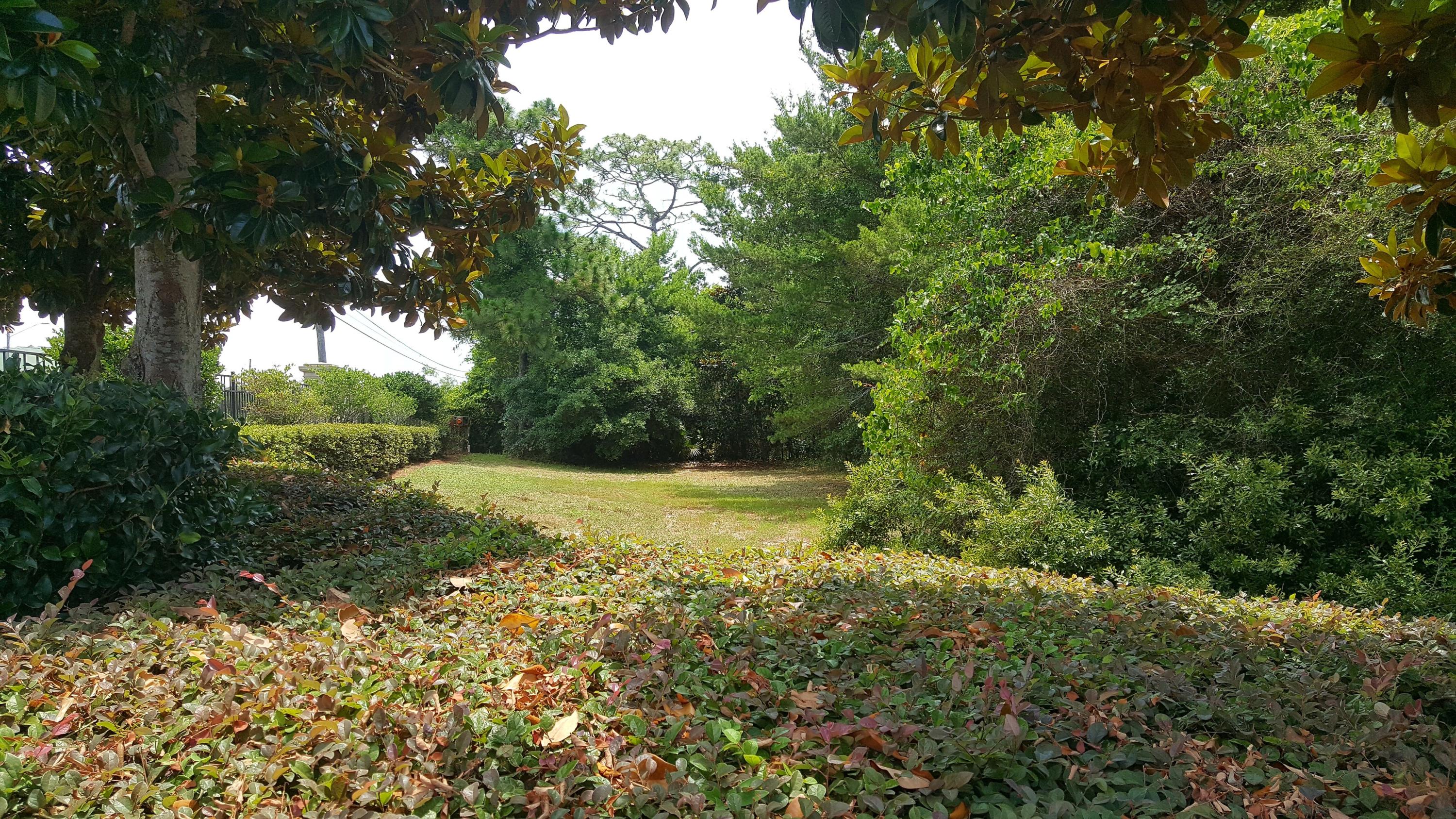 CAMELLIAS - Land