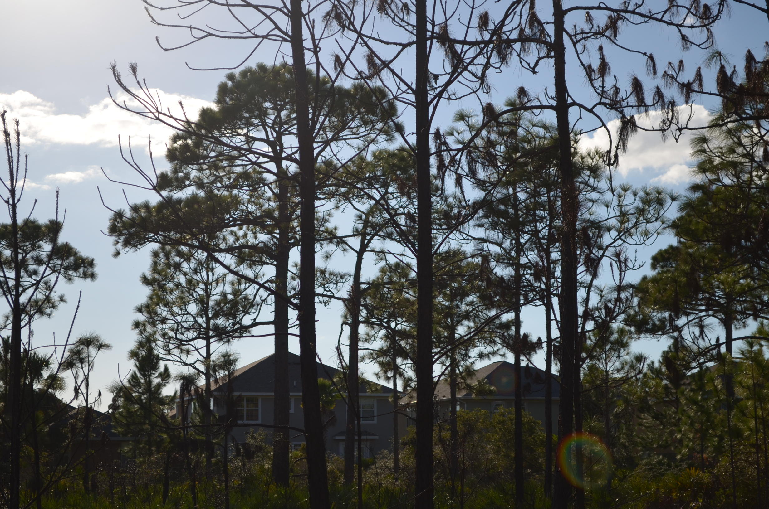 DRIFTWOOD ESTATES - Land