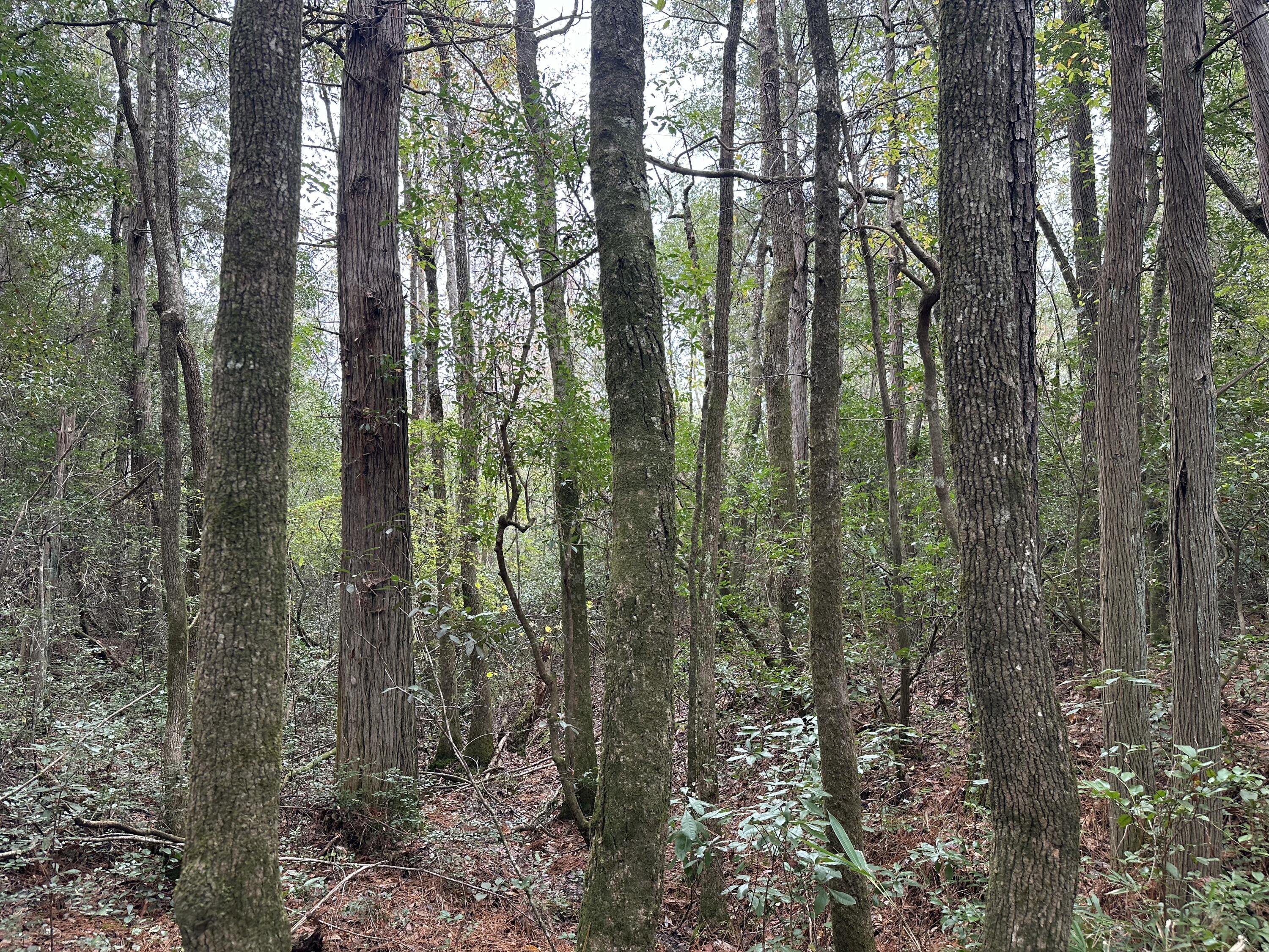 NO RECORDED SUBDIVISION - Land