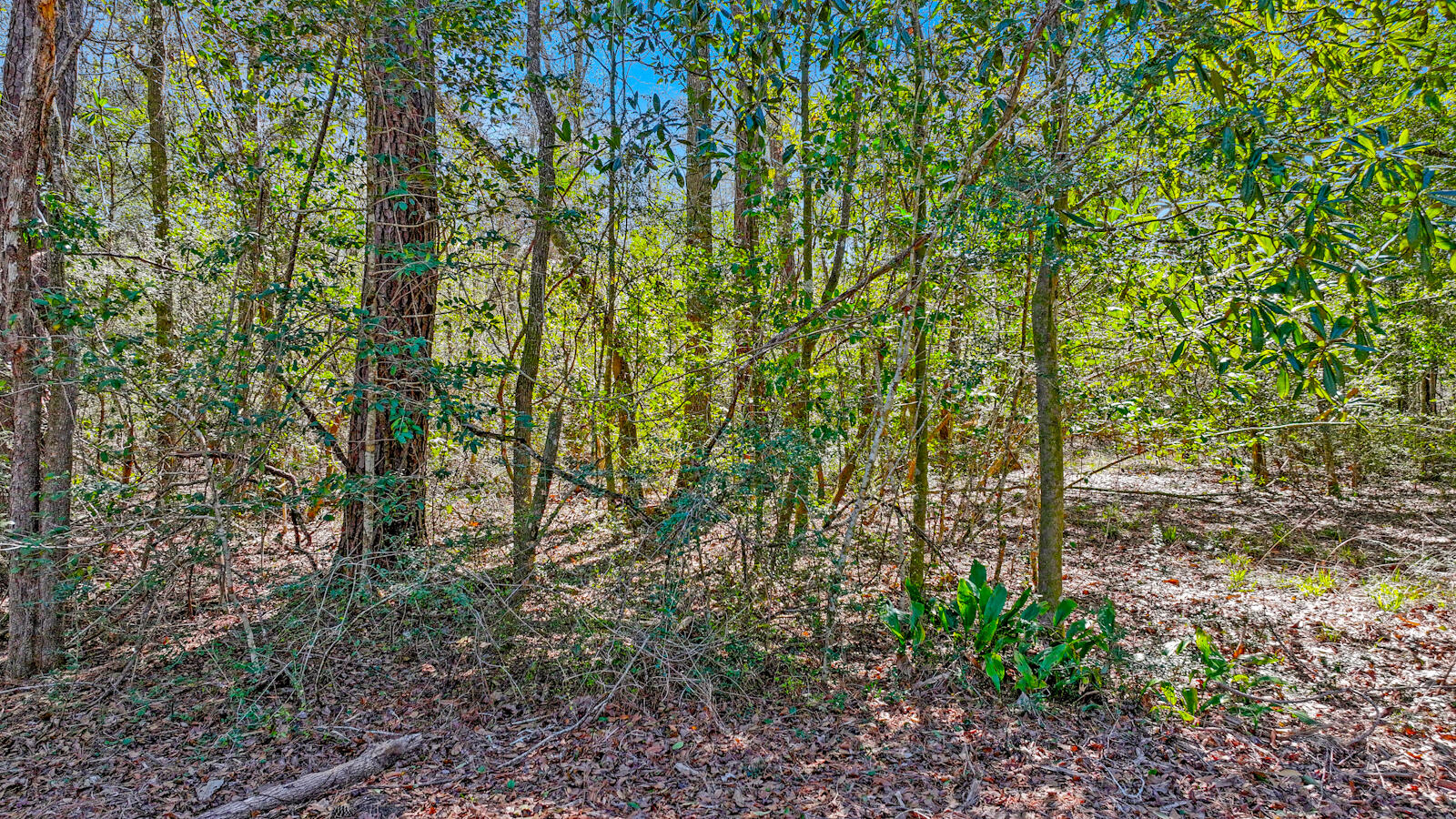 Enjoy peaceful country living with convenient access to the water. Enjoy convenient access to the water with two nearby boat ramps -- a private launch for residents and owners, plus the public Cedar Log Boat Ramp -- perfect for boating, fishing, and enjoying the outdoors. Plus, you're just 5 miles away (about a 10-minute drive) from Morrison Springs, one of the area's most beautiful natural swimming spots.
Electric is available at the road, and a well and septic system will need to be installed.  Surrounded by beautiful countryside, this location offers a quiet, rural feel while still being less than an hour from the beach and approximately 45 minutes from ECP Airport. A great opportunity to enjoy space, privacy, and natural surroundings without sacrificing convenience.