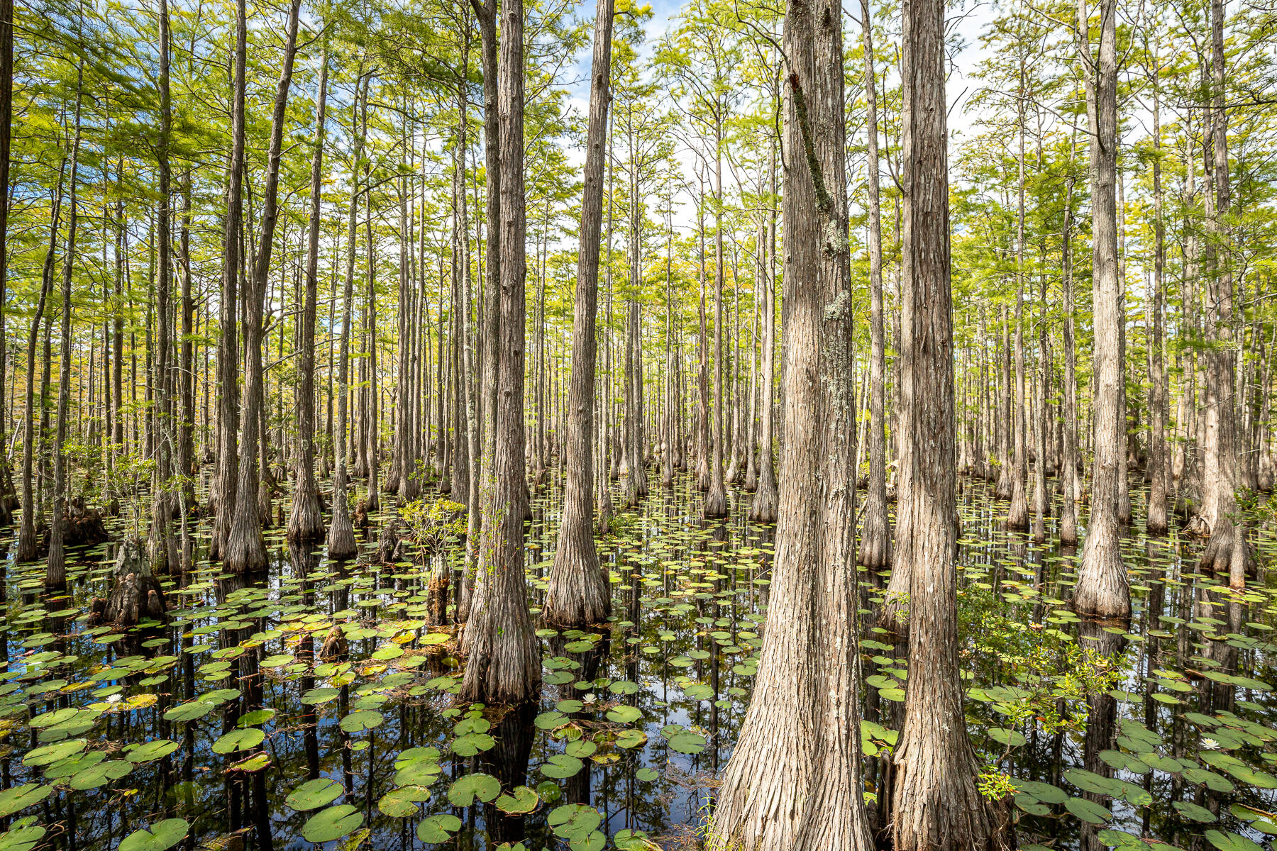 CYPRESS DUNES - Residential