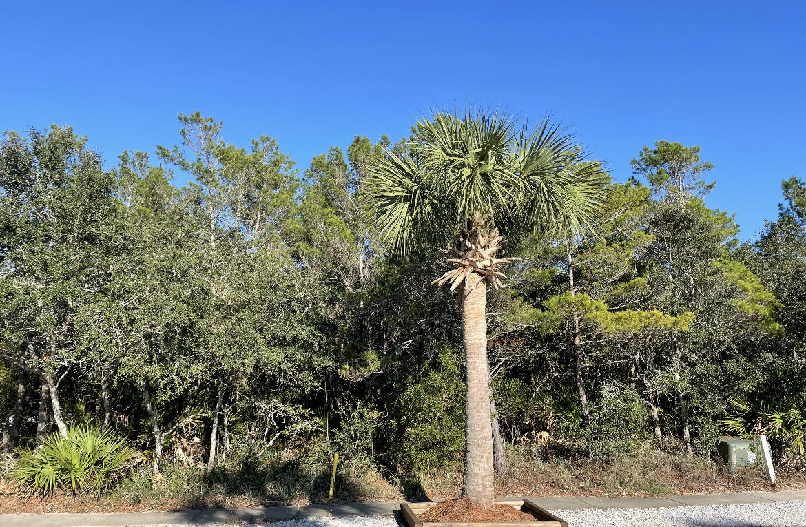 Large wooded lot across from Lake Carillon.  This lot affords the opportunity to build a larger and taller main house and guest house than other lots in Carillon Beach because of it's size.  We are running out of lots - don't miss this great one!