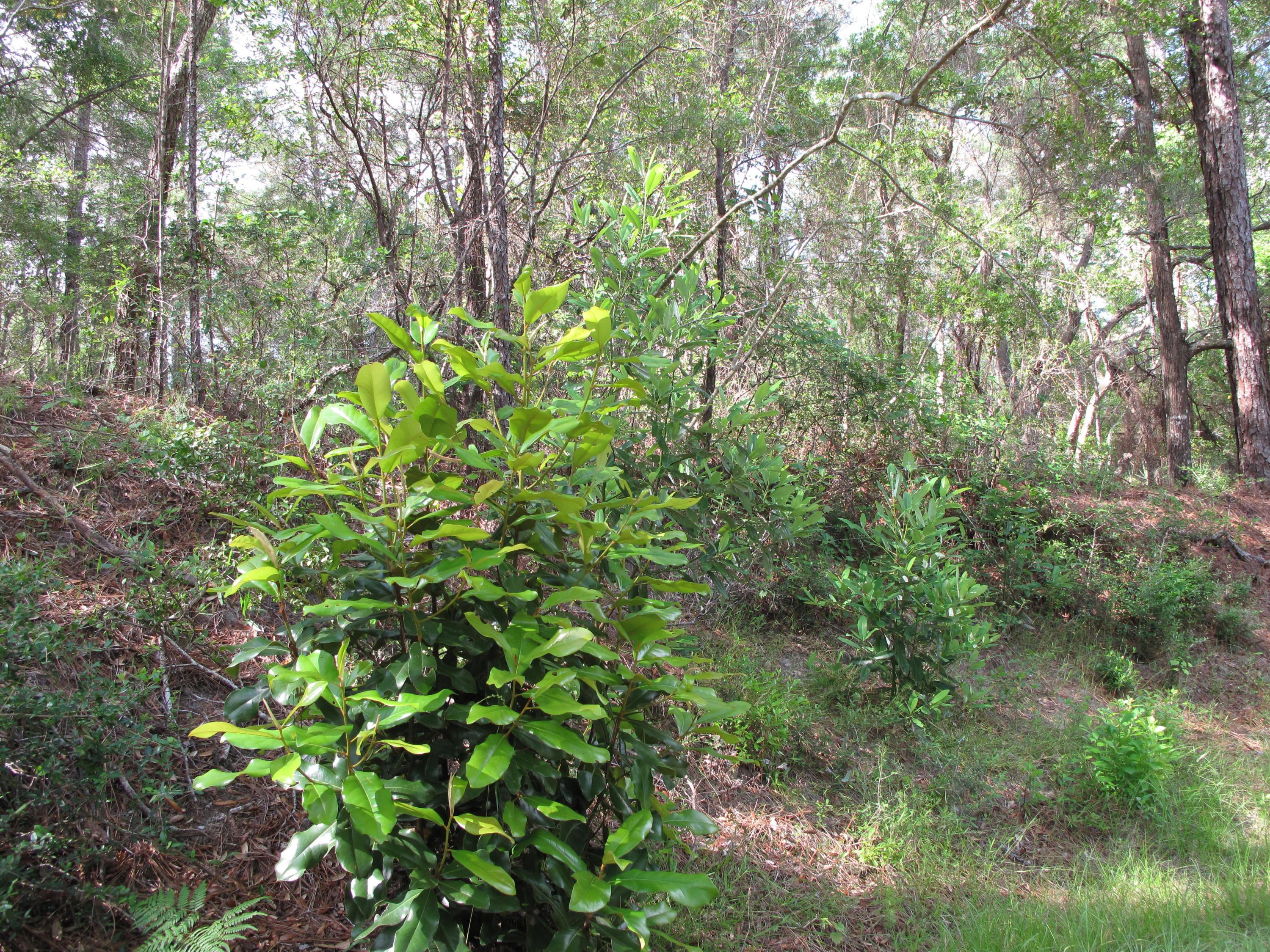 DEER MOSS CREEK PH 1 - Land