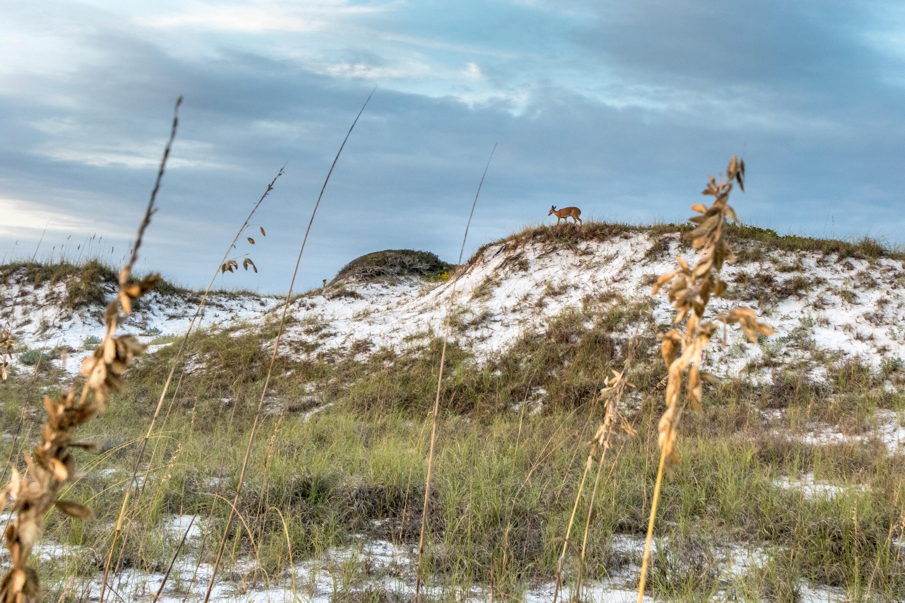 CYPRESS DUNES - Residential
