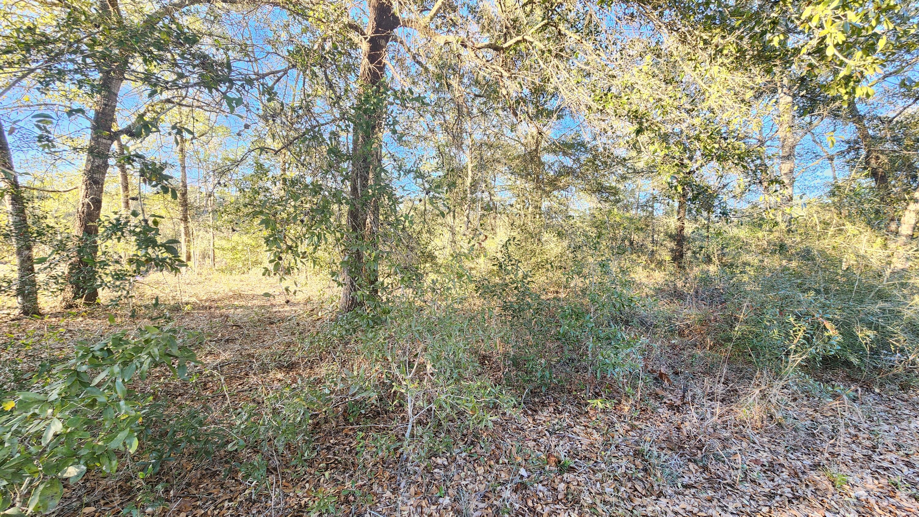 Juniper Trace - Land