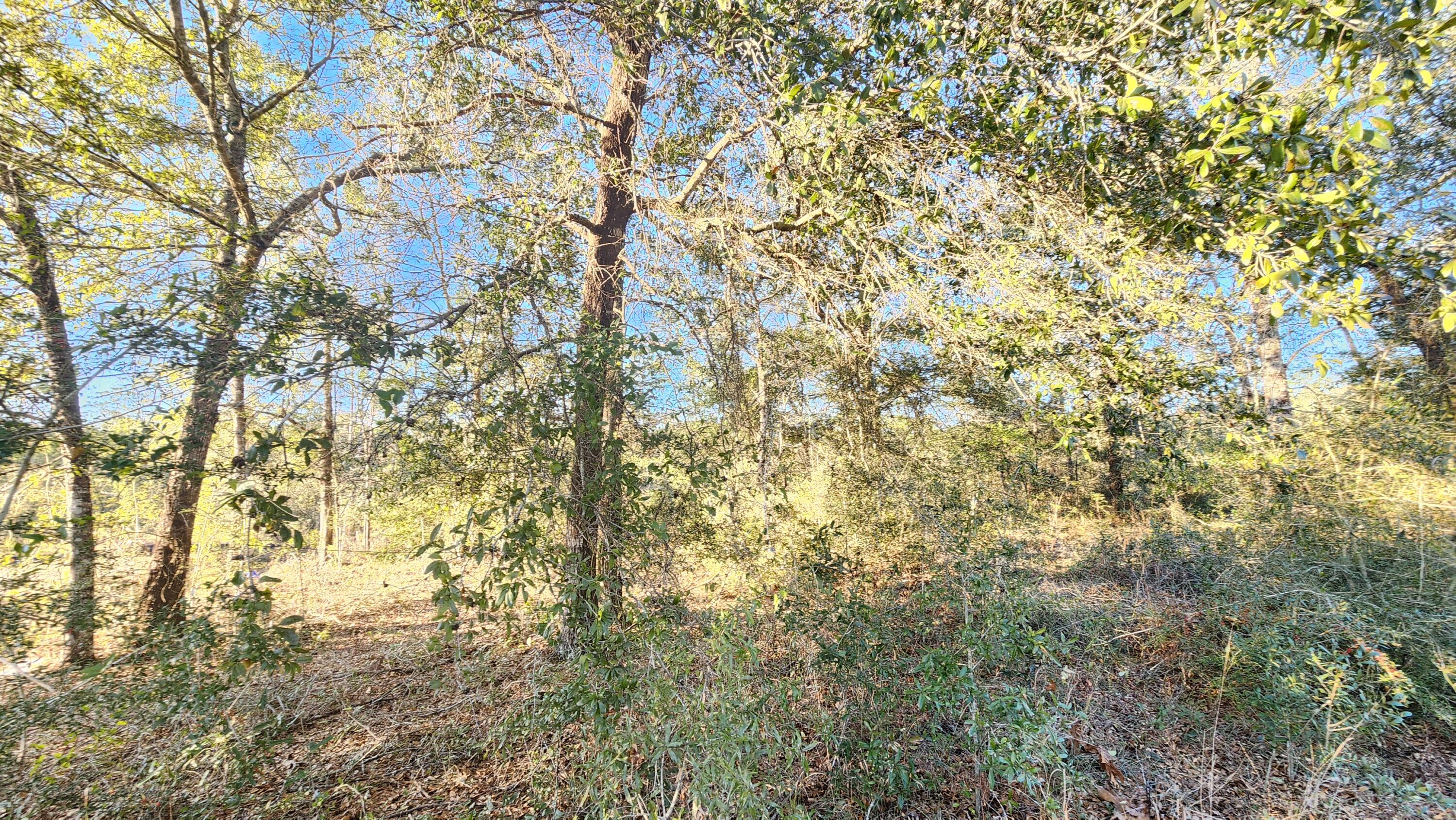 Juniper Trace - Land
