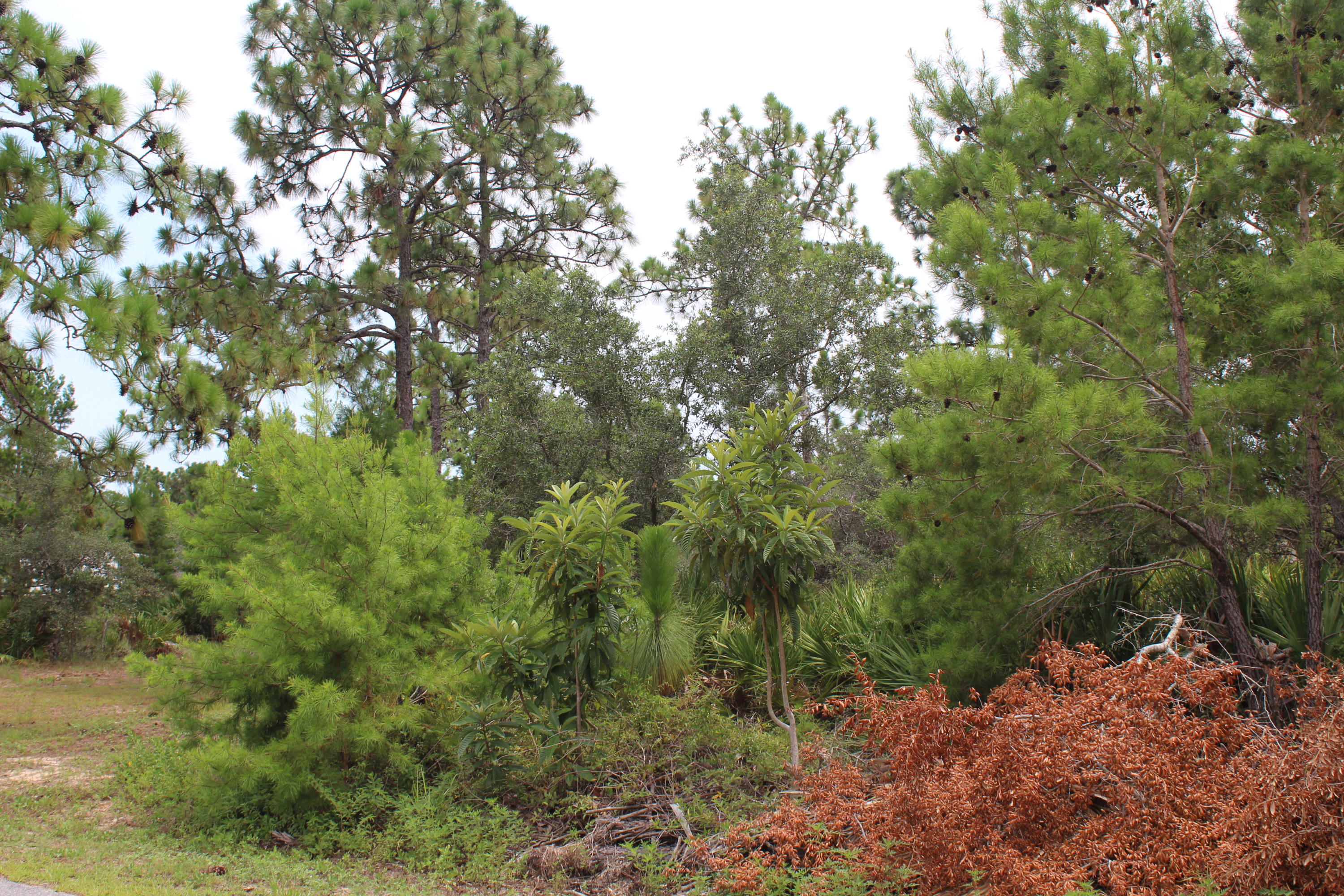 ELIZABETH FARMS 1ST ADD UNRECORDED S/D OR 14 124 - Land