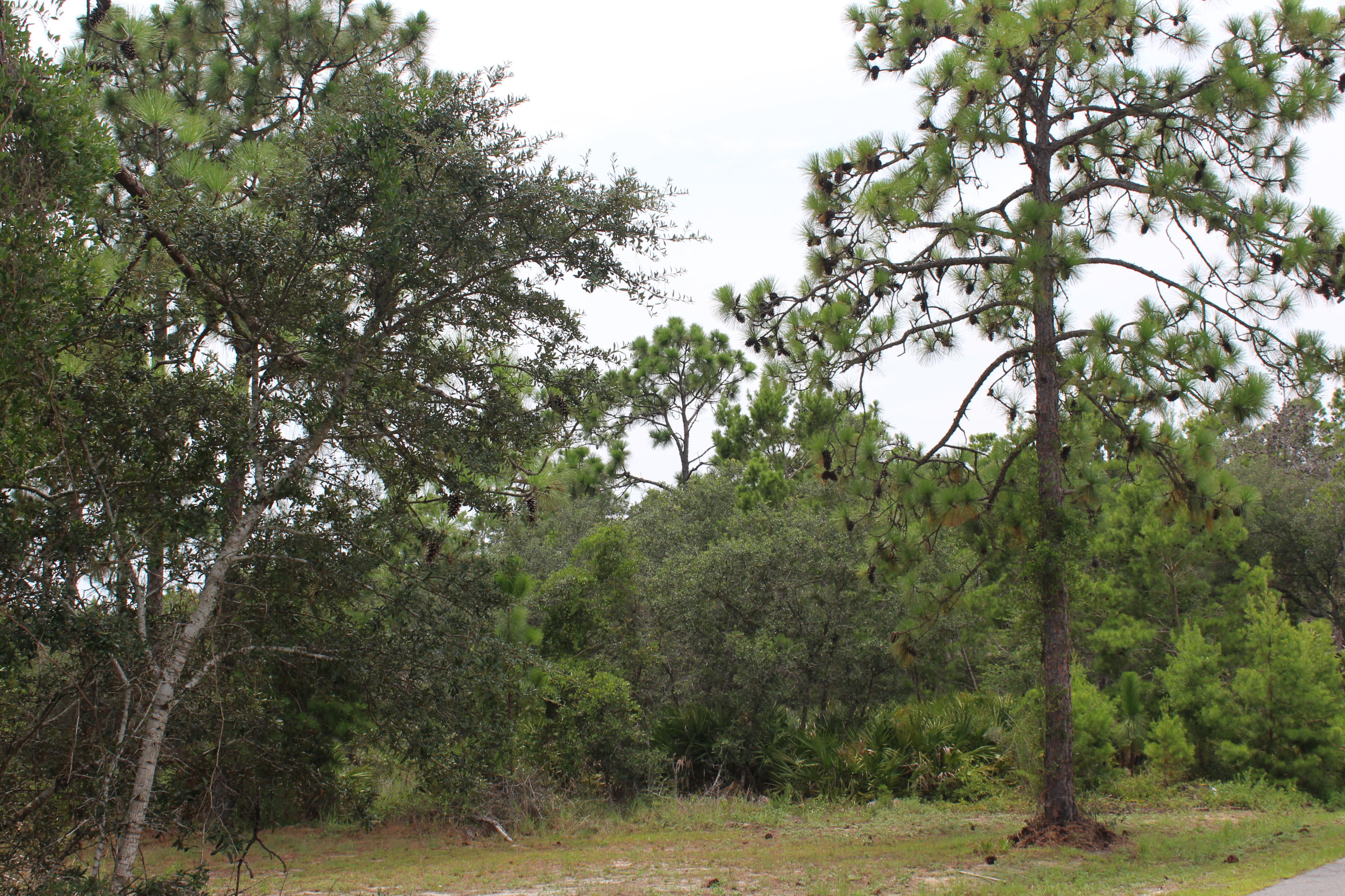 ELIZABETH FARMS 1ST ADD UNRECORDED S/D OR 14 124 - Land