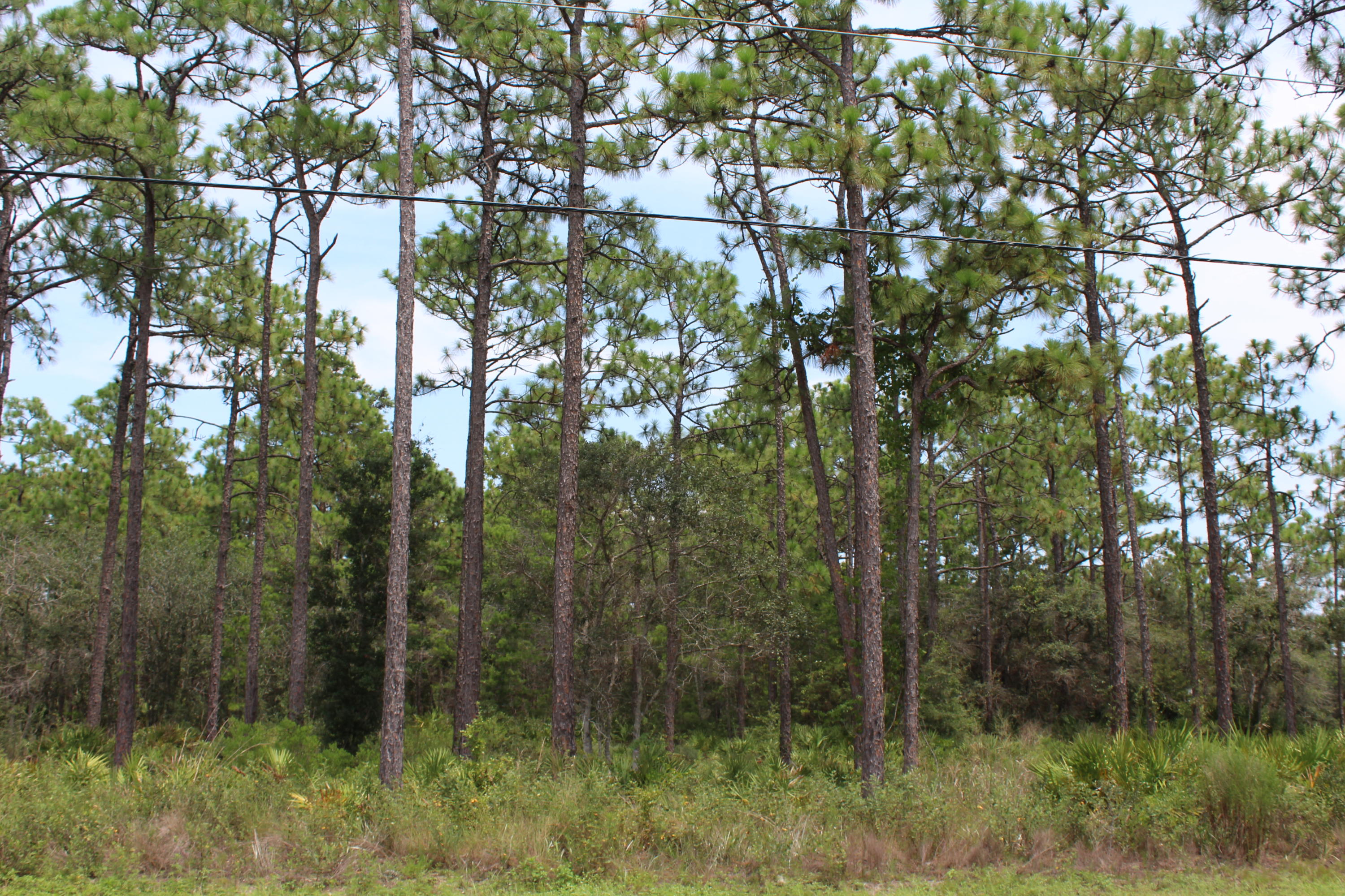ELIZABETH FARMS 1ST ADD UNRECORDED S/D OR 14 124 - Land