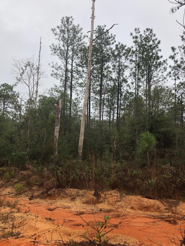Beautiful wooded lot access to water tap.  Would be a great place to build your dream home or place a trailer on the property.  You would need to pay for water tap and septic tank.