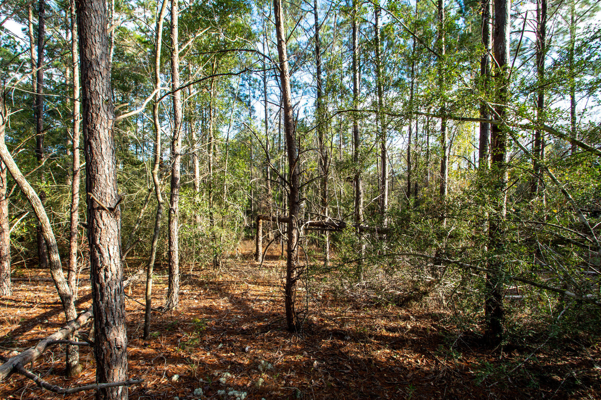 HAMMOCK BAY - Land