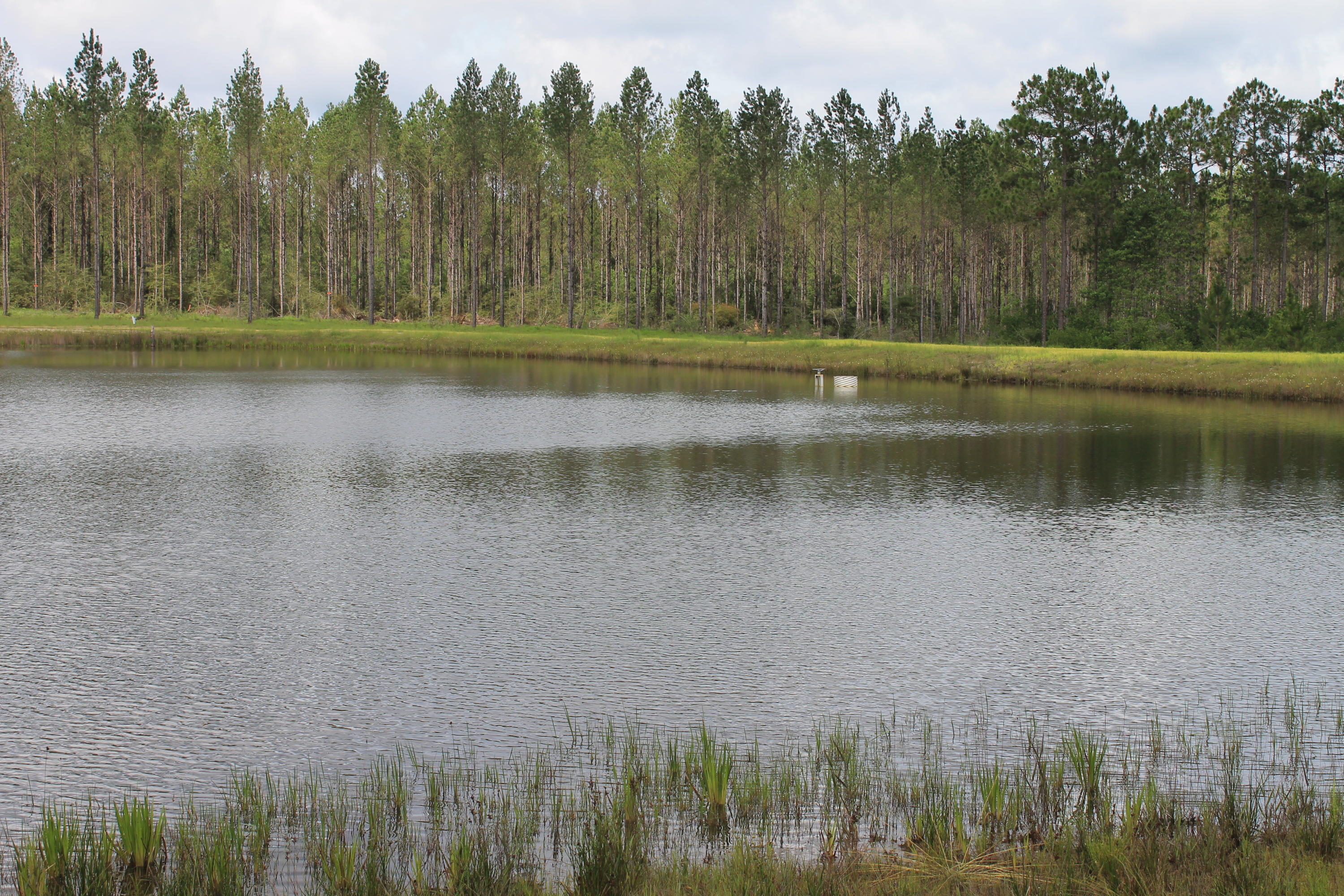 WALTON PLANTATION - Land