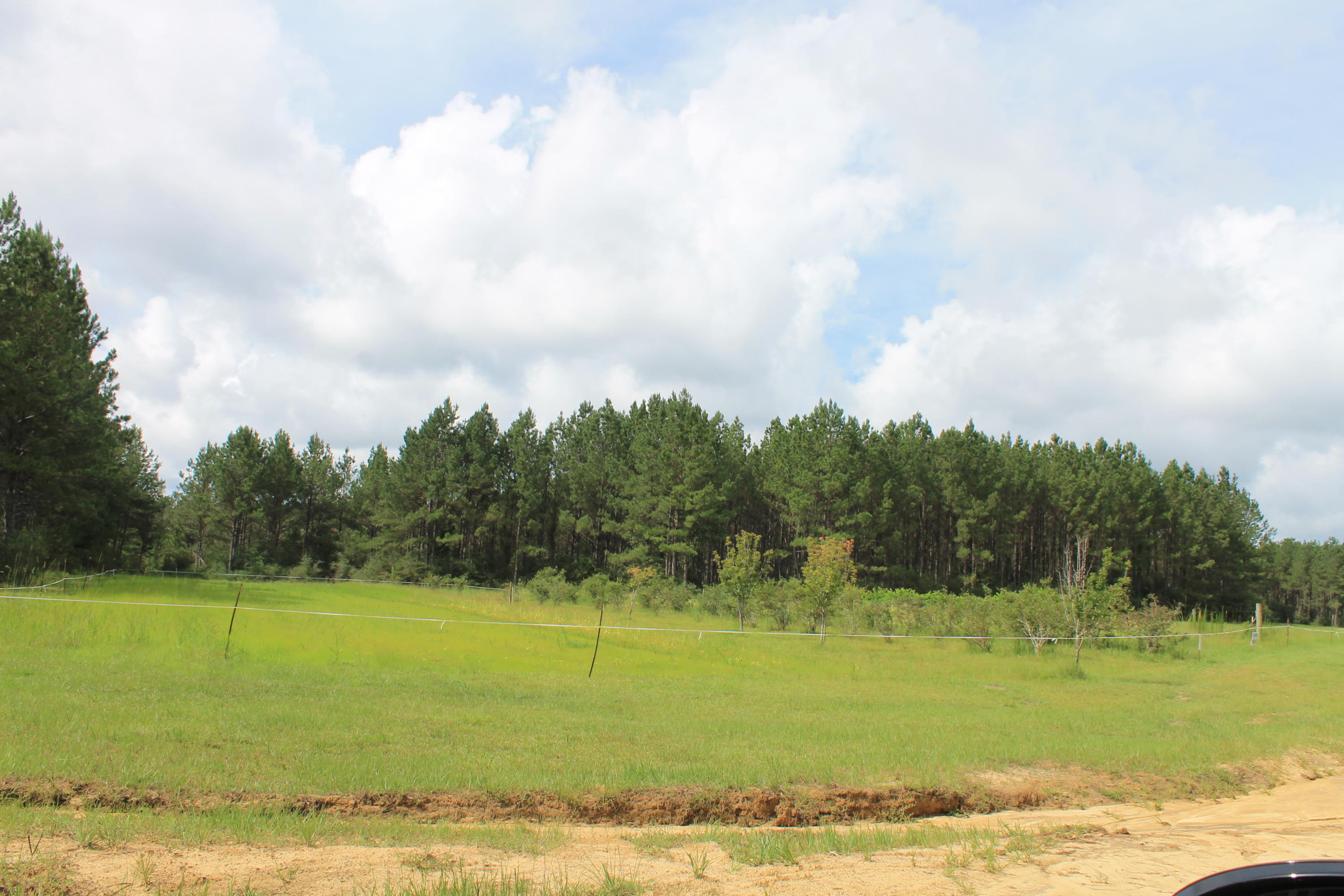 WALTON PLANTATION - Land