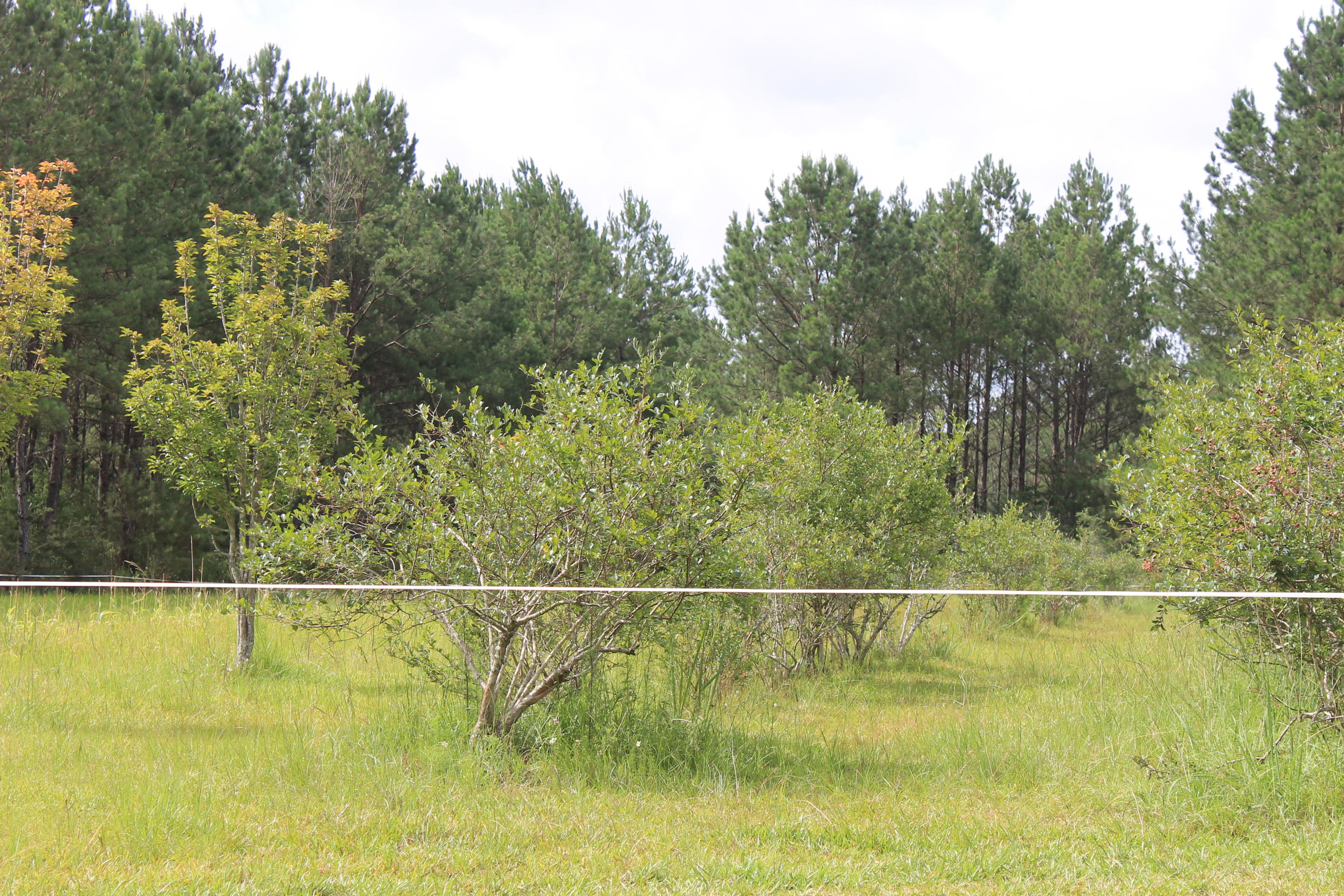 WALTON PLANTATION - Land