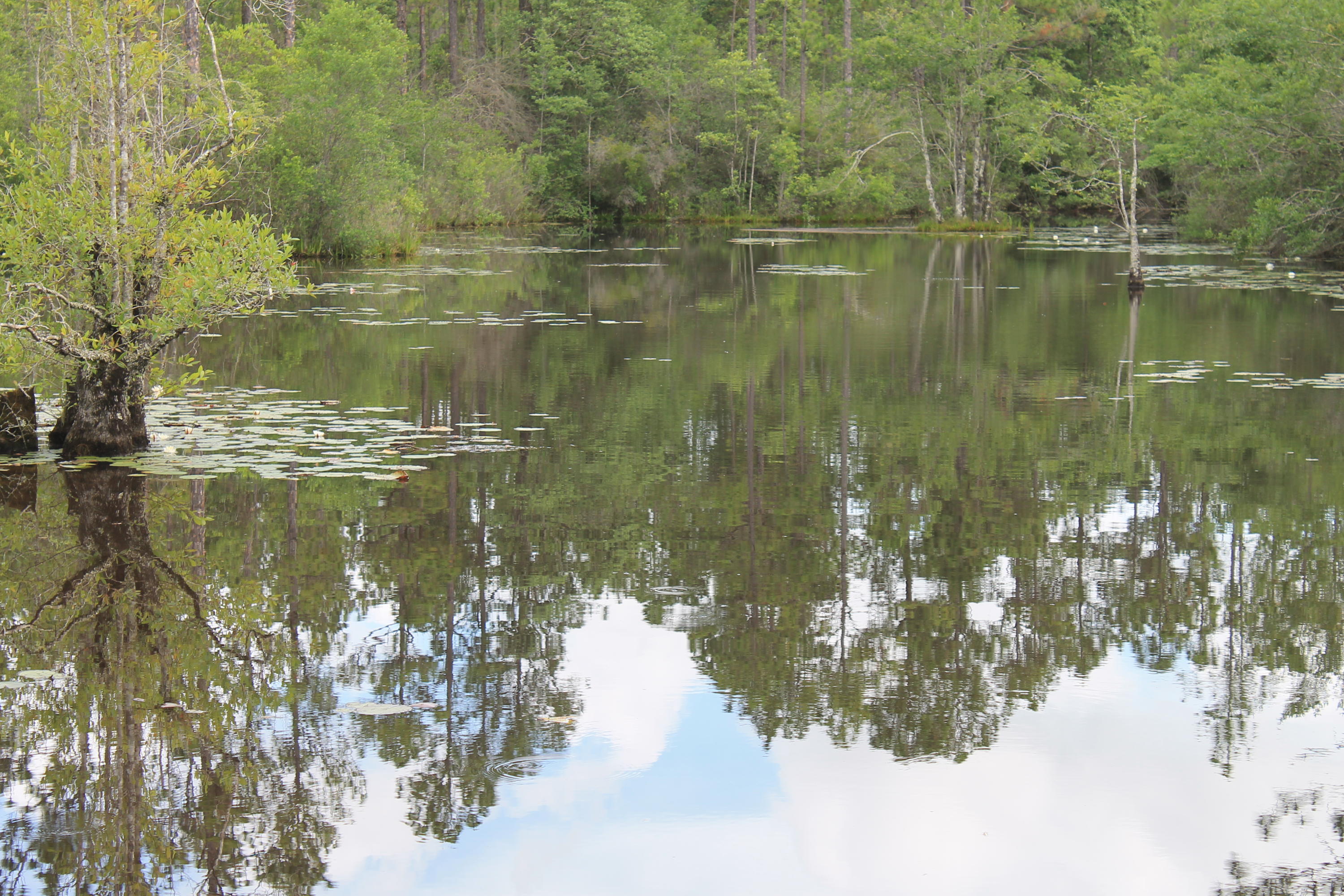 WALTON PLANTATION - Land
