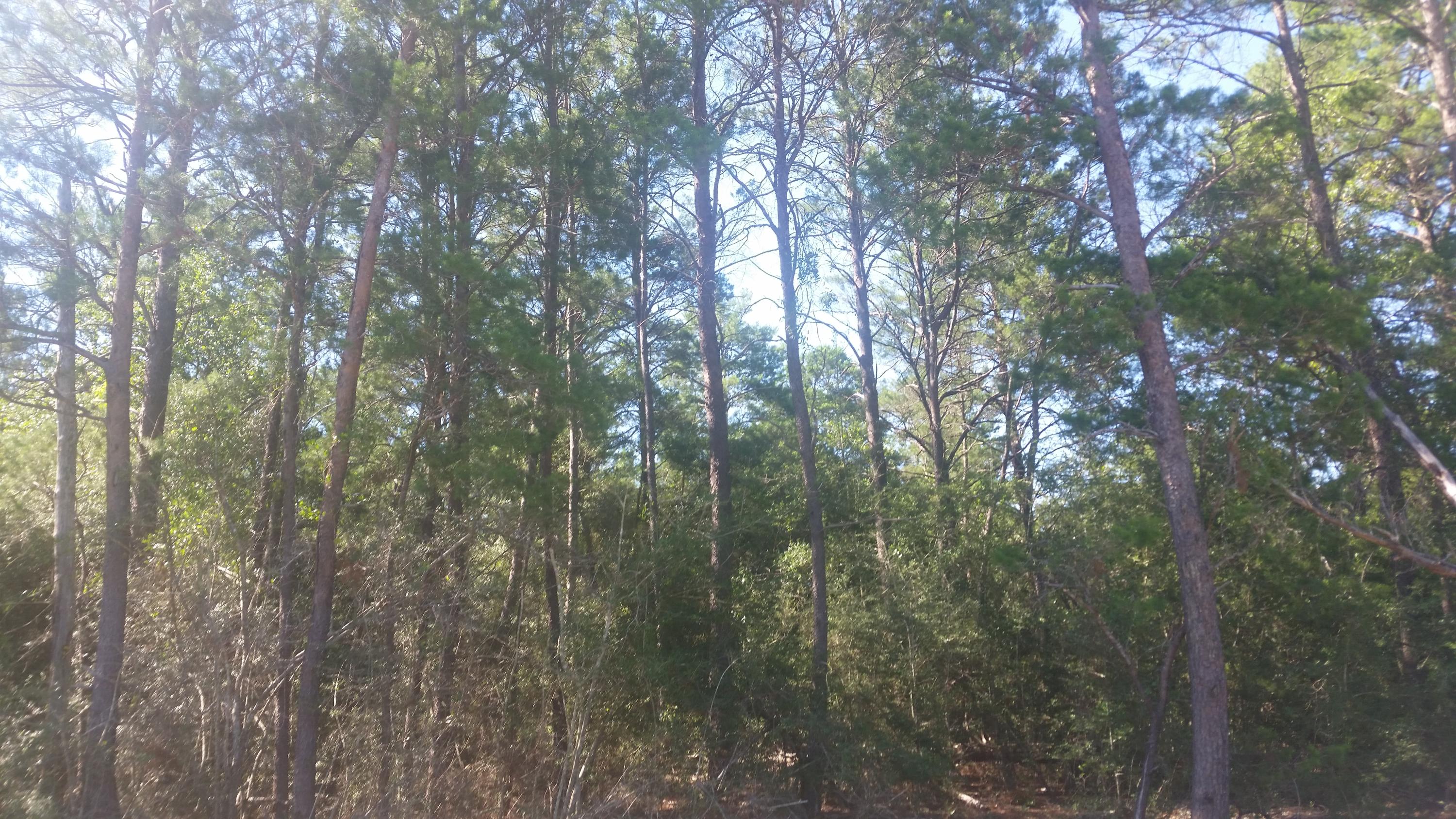 80X125 Lot on Hwy 90 W just before the Dollar General Store in Mossy Head. Mossy Head water tap is available. Adjacent lots 25 (MLS 847638) and lot 26 (MLS 847642) are available for purchase also. All measurements are Subject to an up to date survey.