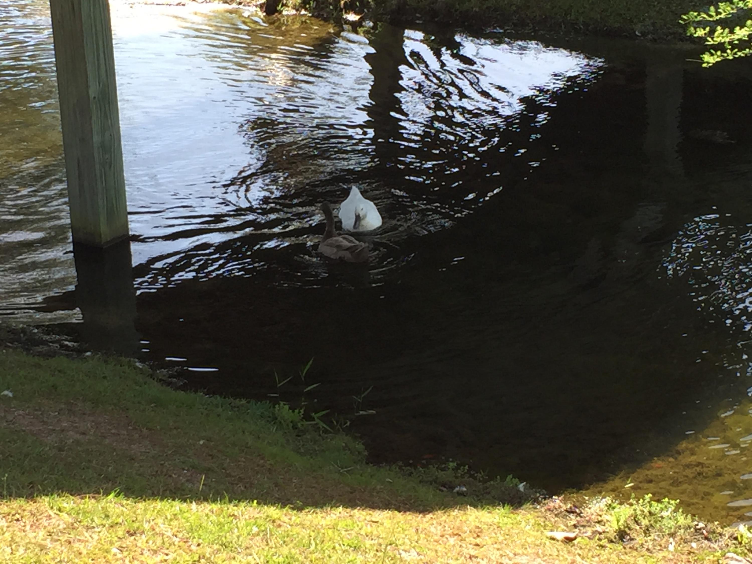 SCHOONER LANDING AT HAMMOCK BAY - Residential Lease