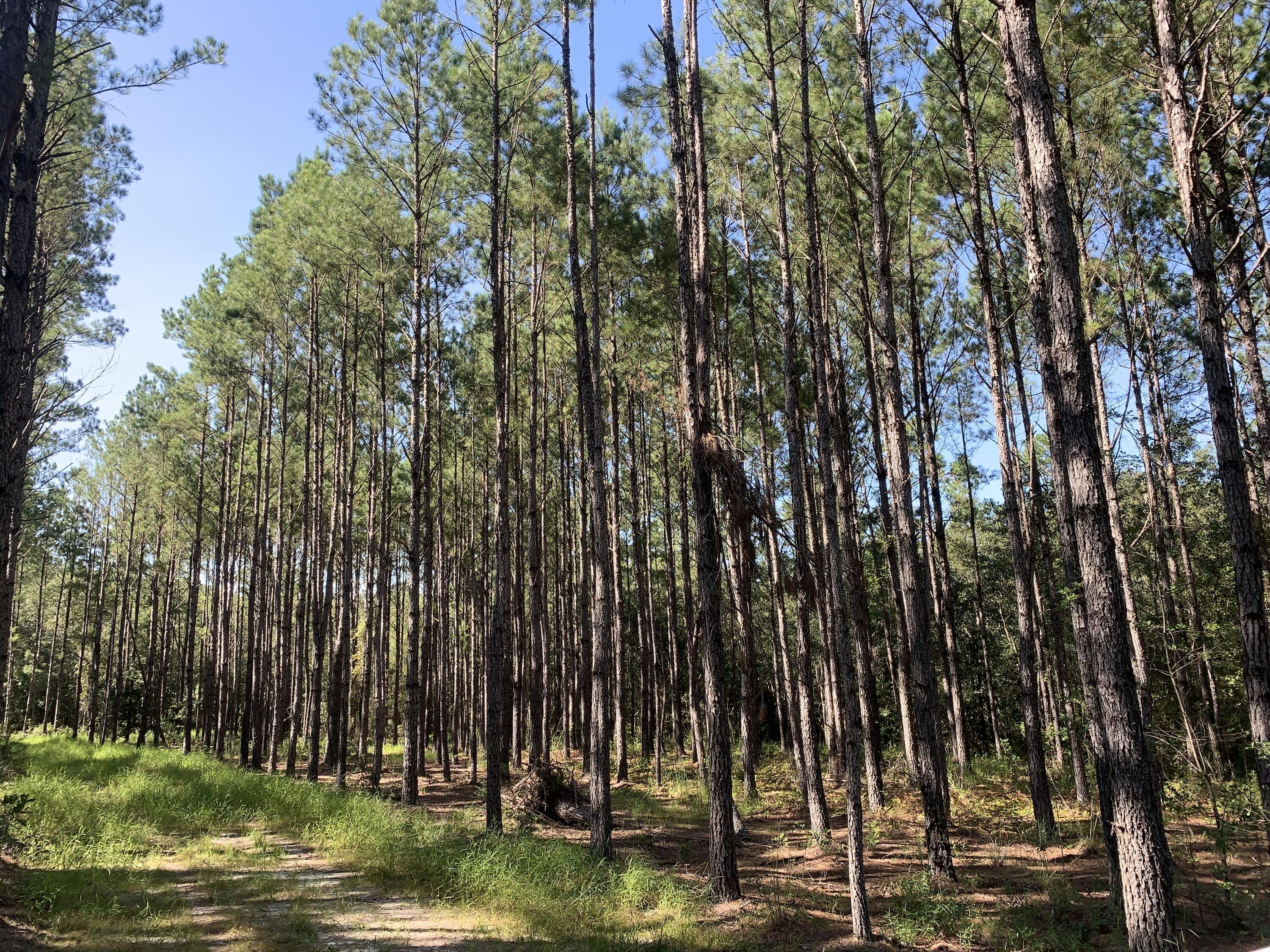 WALTON PLANTATION - Land