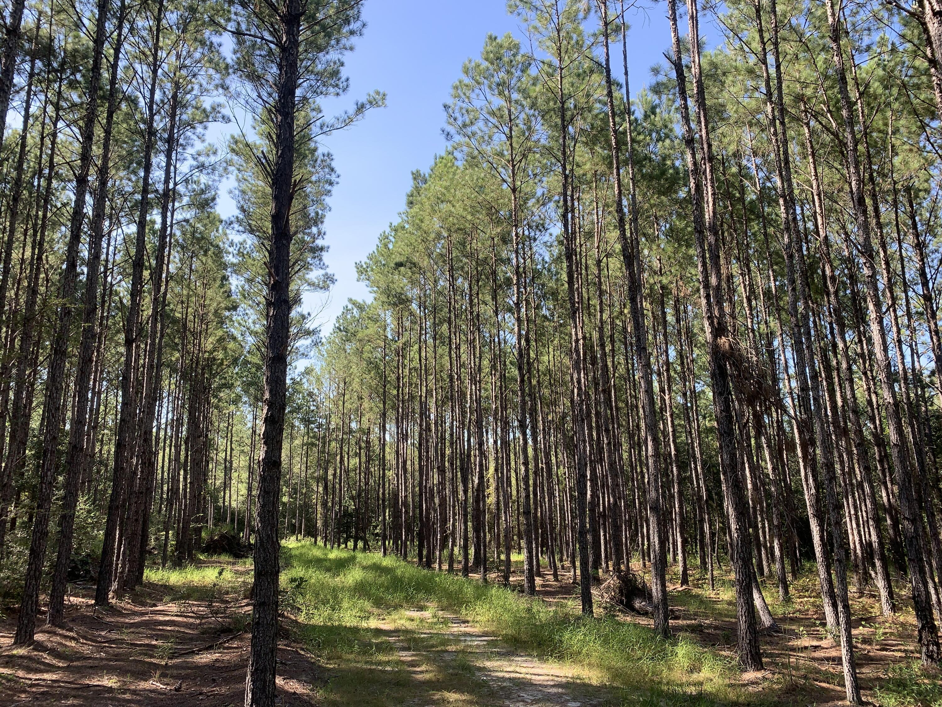 WALTON PLANTATION - Land