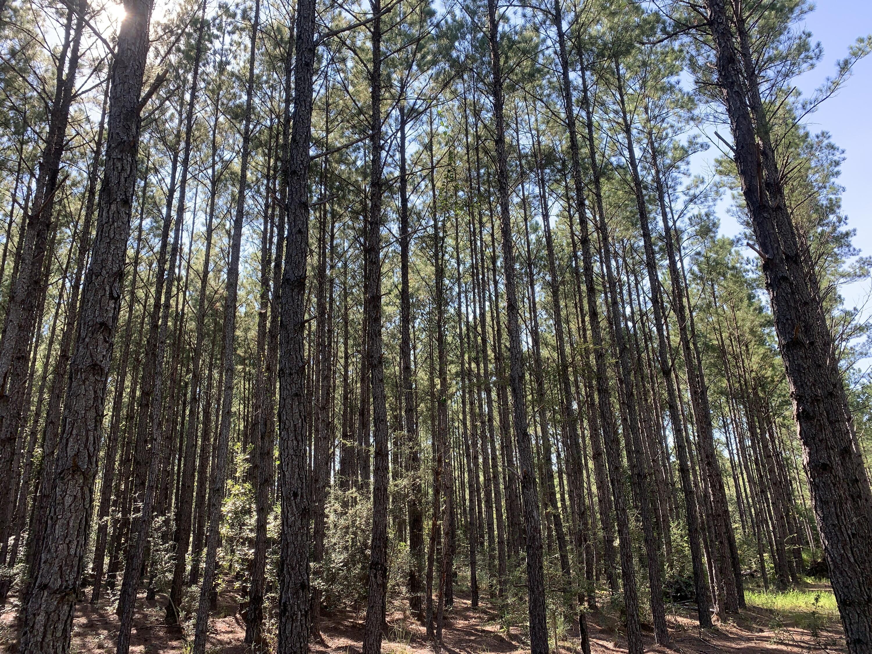 WALTON PLANTATION - Land