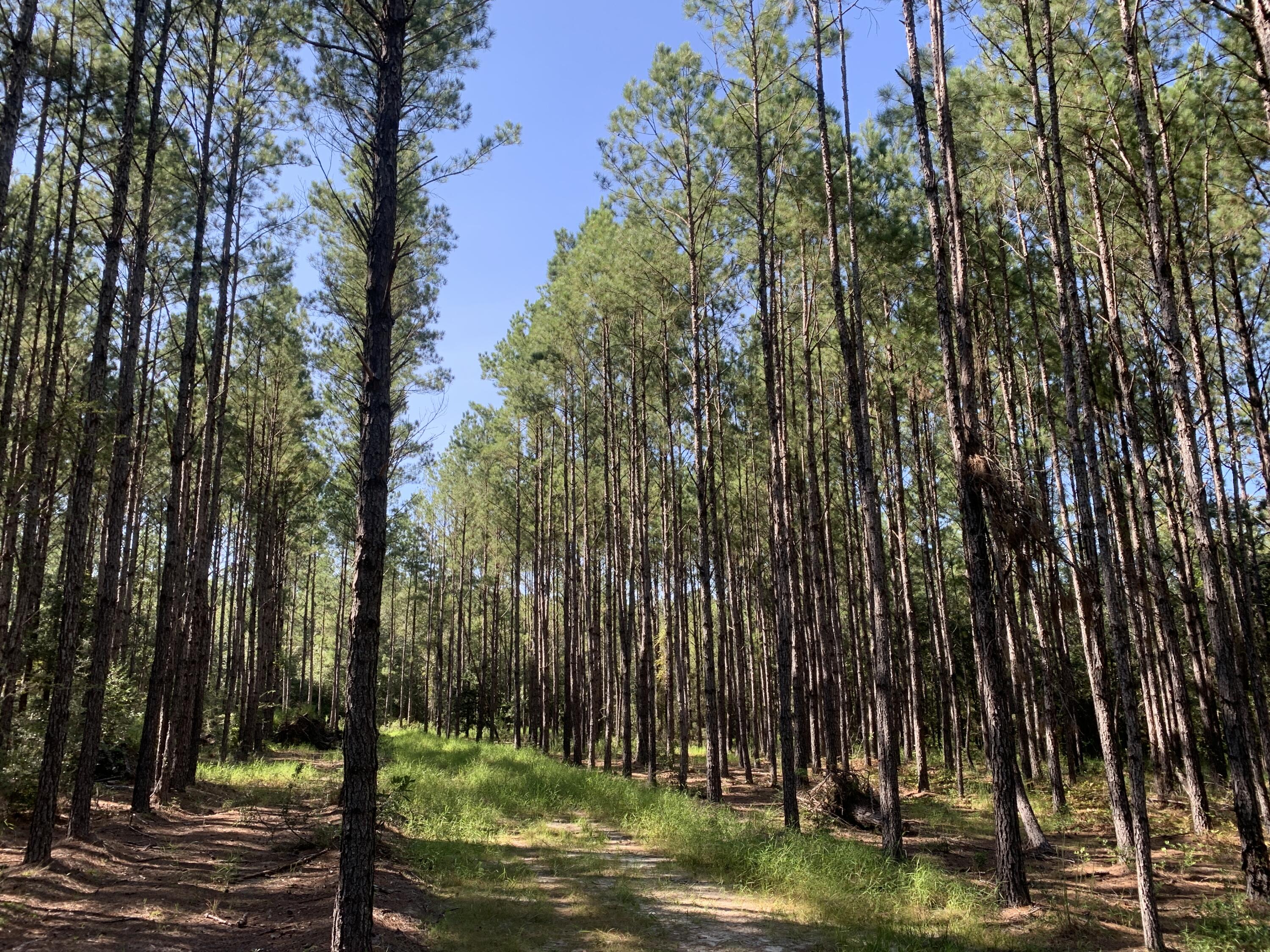 WALTON PLANTATION - Land