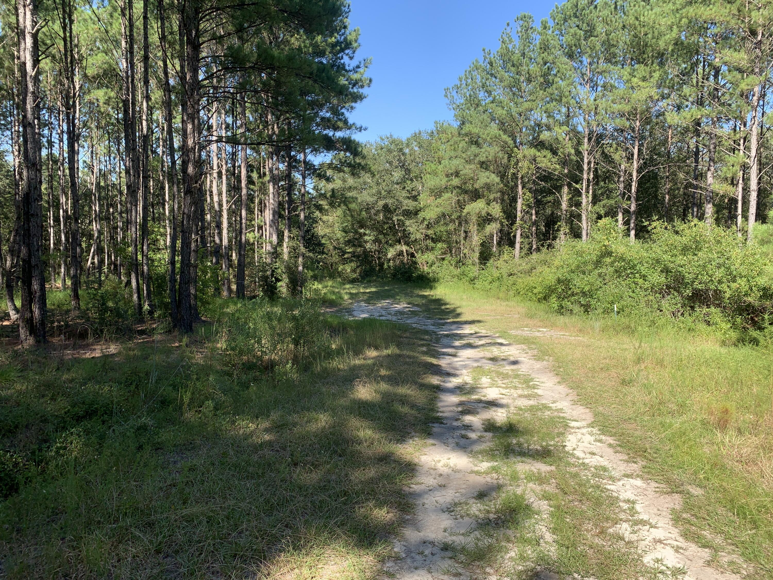 WALTON PLANTATION - Land