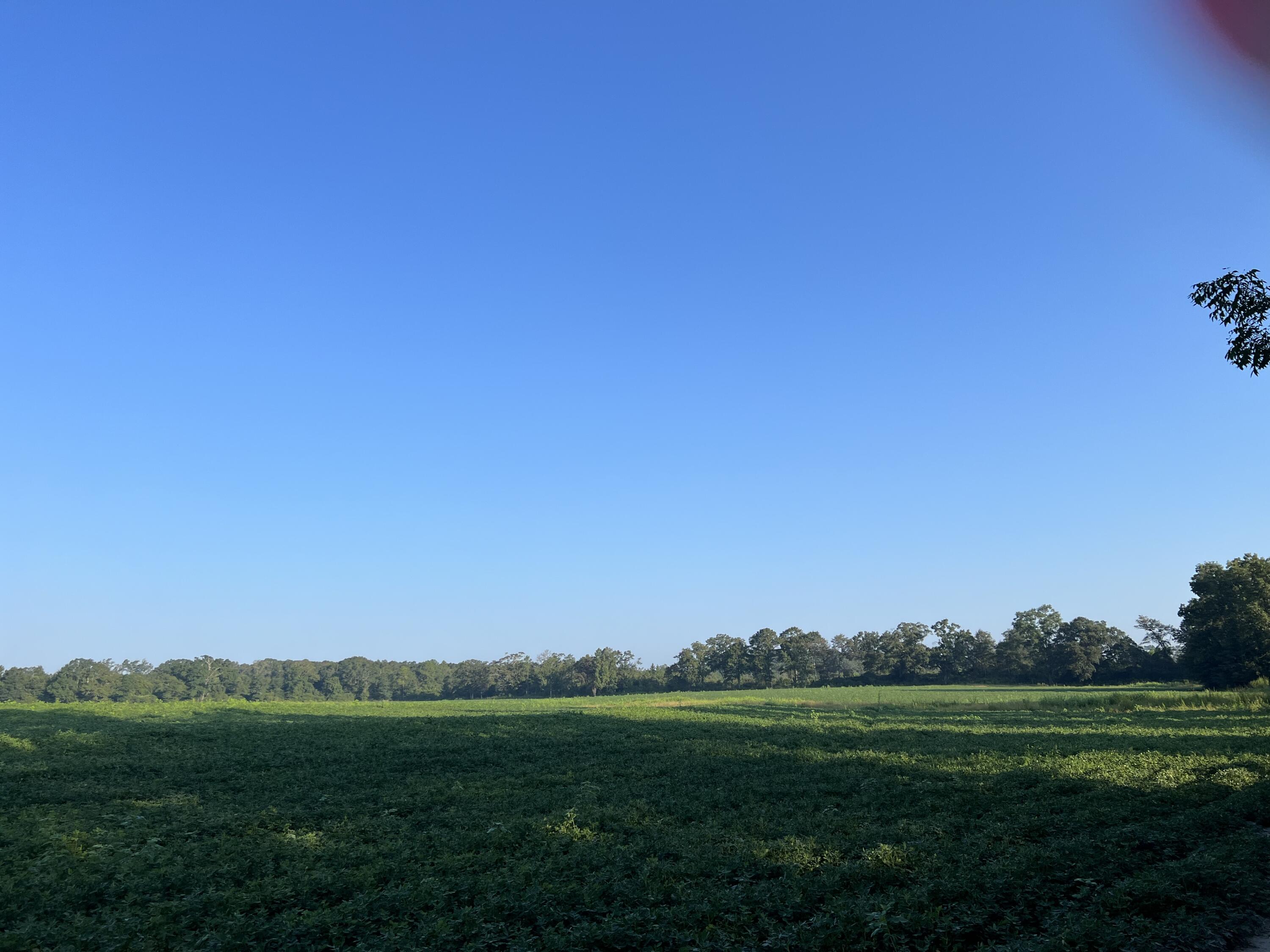 Property is fenced and ready for livestock!  Road frontage on 85, 3rd avenue, and Thomas Road