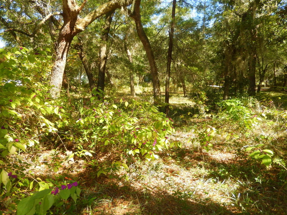 BAYOU POQUITO - Land