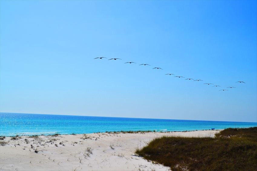 Heron at Inlet Beach - Residential