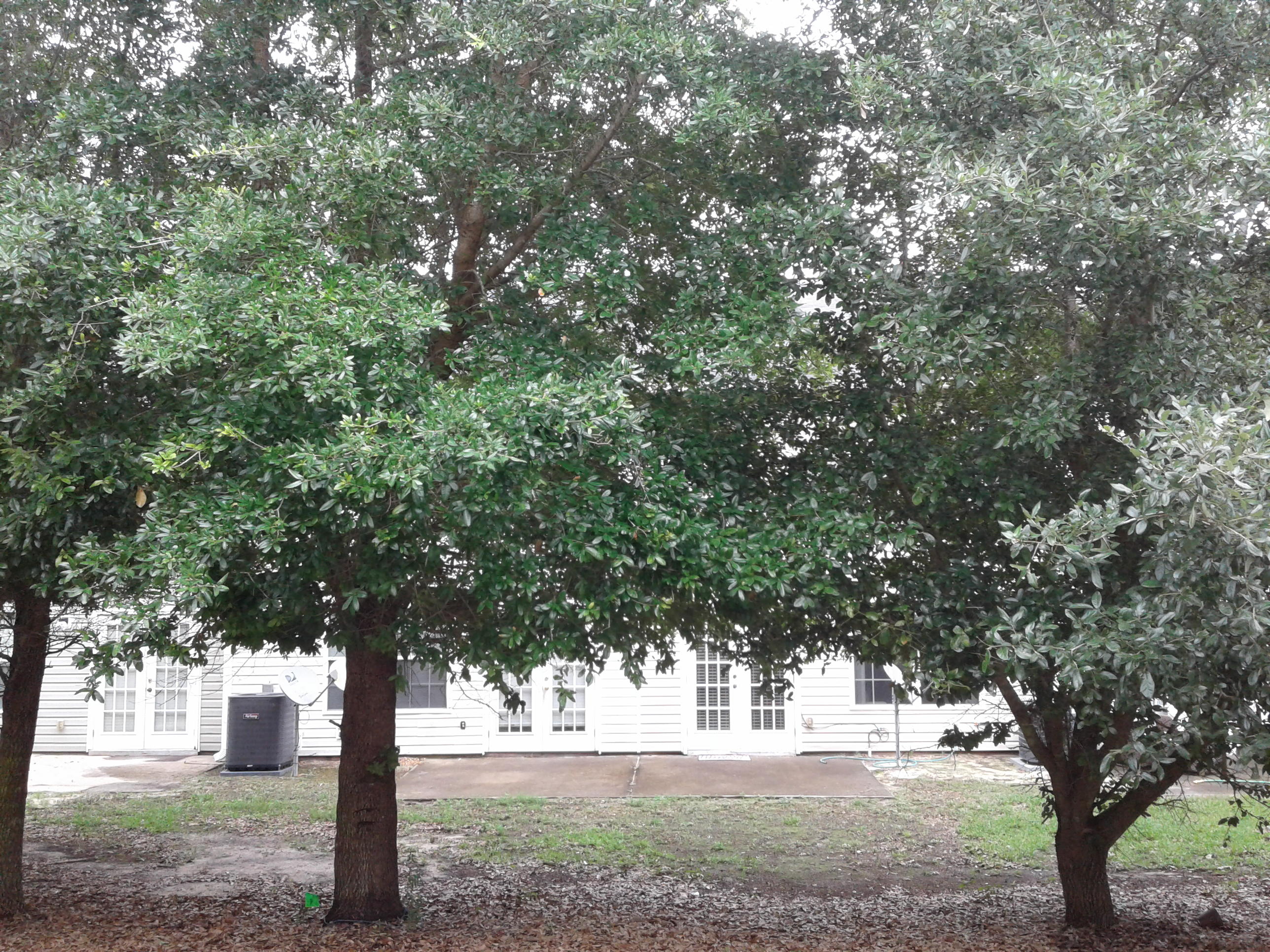 ROLLING PINES - Residential Lease