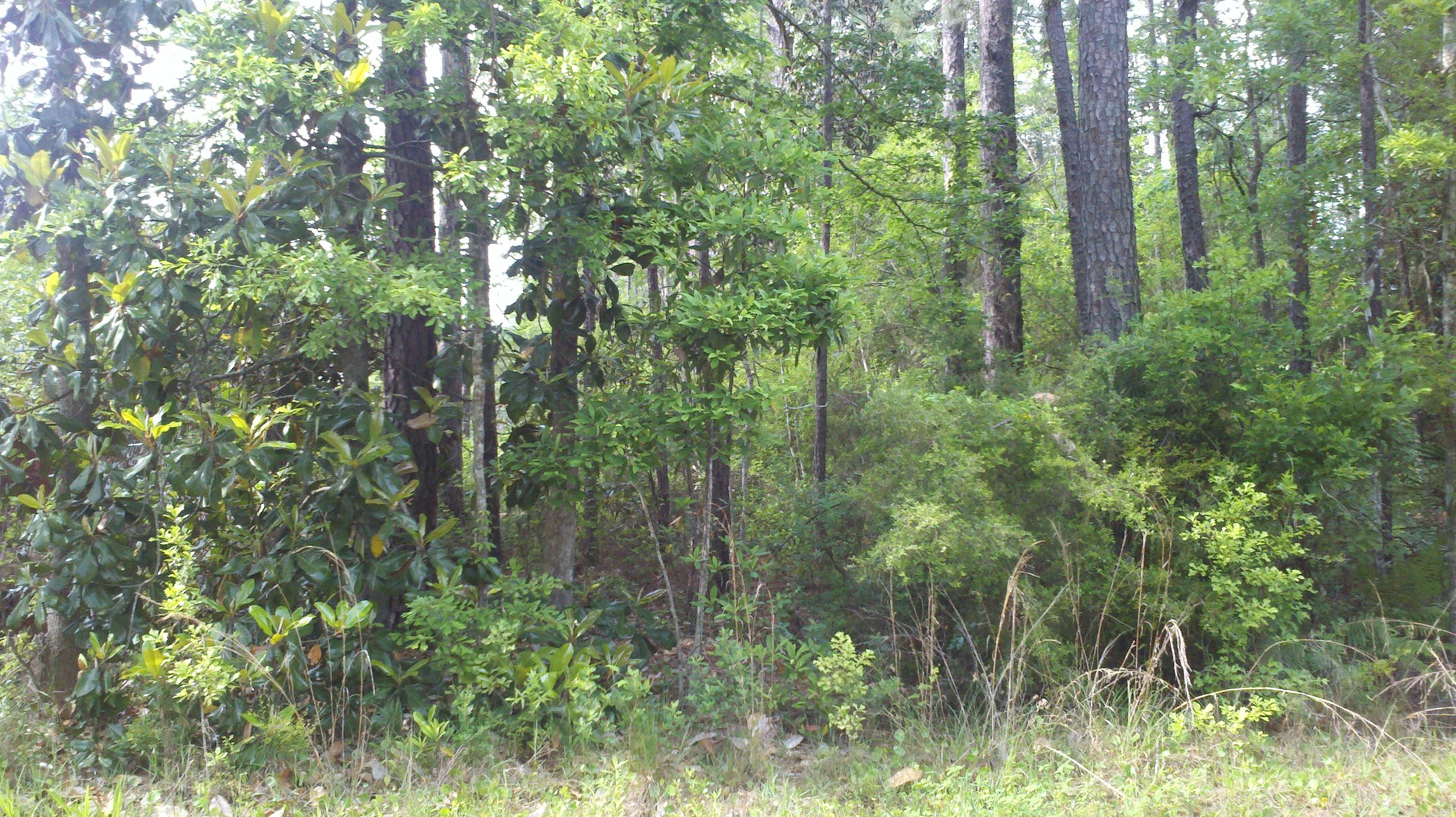 DISCOUNT FOR CASH!! Wooded 3/4 Acre Building Site - South of Highway 20 and off Highway 331 South. Easy access north and south - new four-lane under construction. Beaches of South Walton just 15 minutes away! New Publix will be less than 5 minutes away! One-and-a-half lots conveyed together. Paved road with City Water. Owner Financing Possible with terms acceptable to Seller. Additional Lots available. DISCOUNT FOR CASH!!