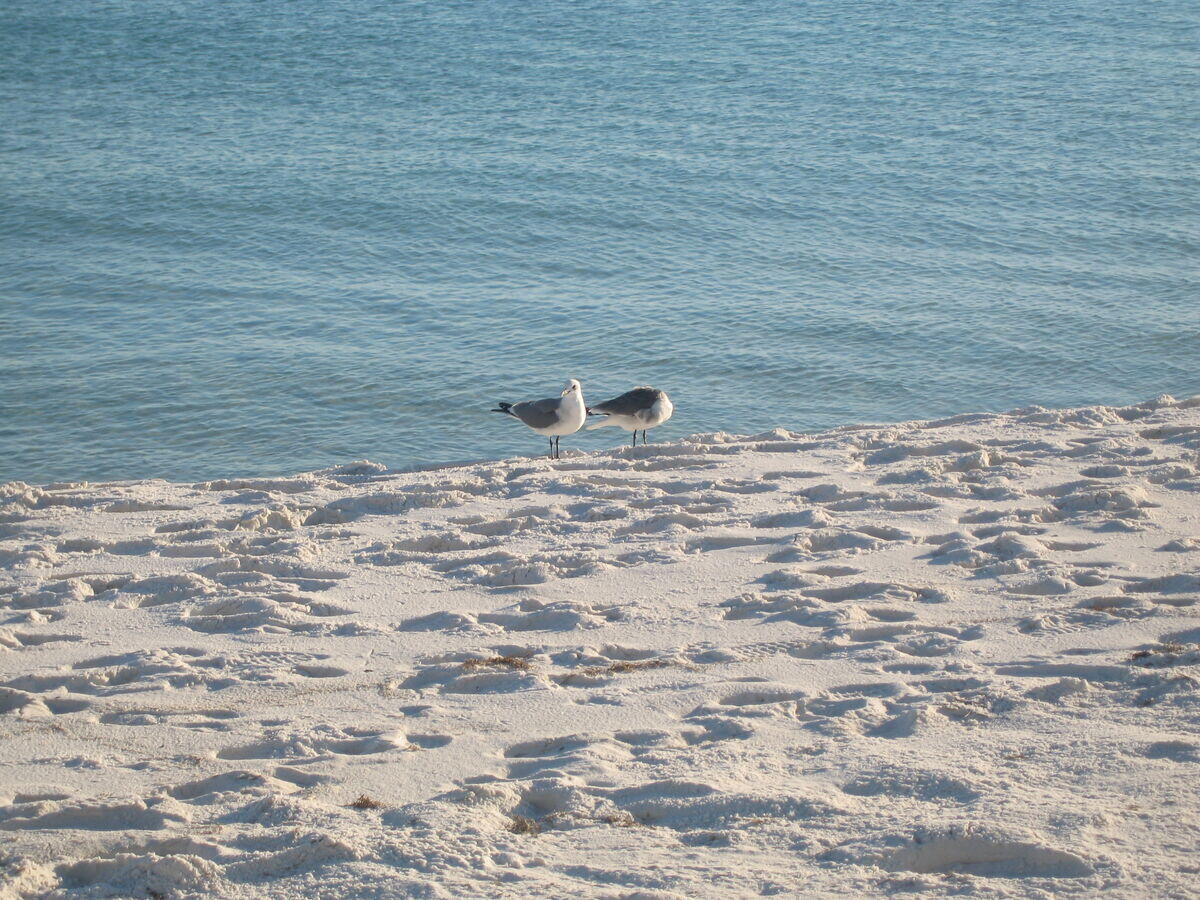 Sea Dunes Condo - Residential