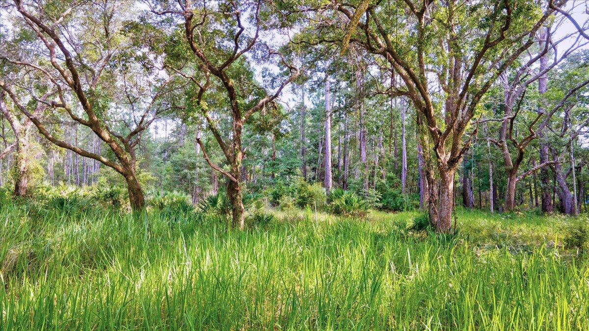BAYOU BEND - Land