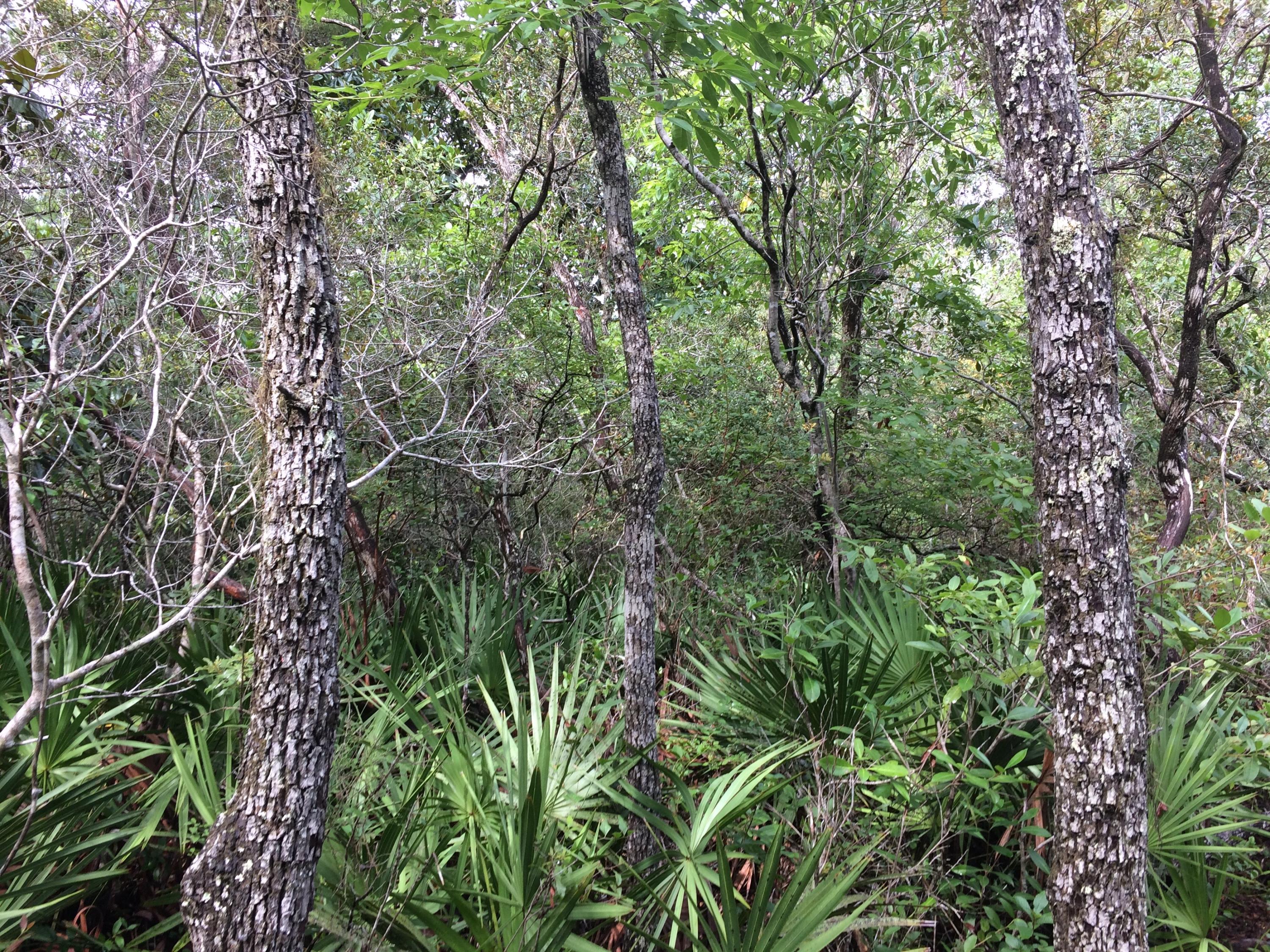 BAY MAGNOLIA - Land