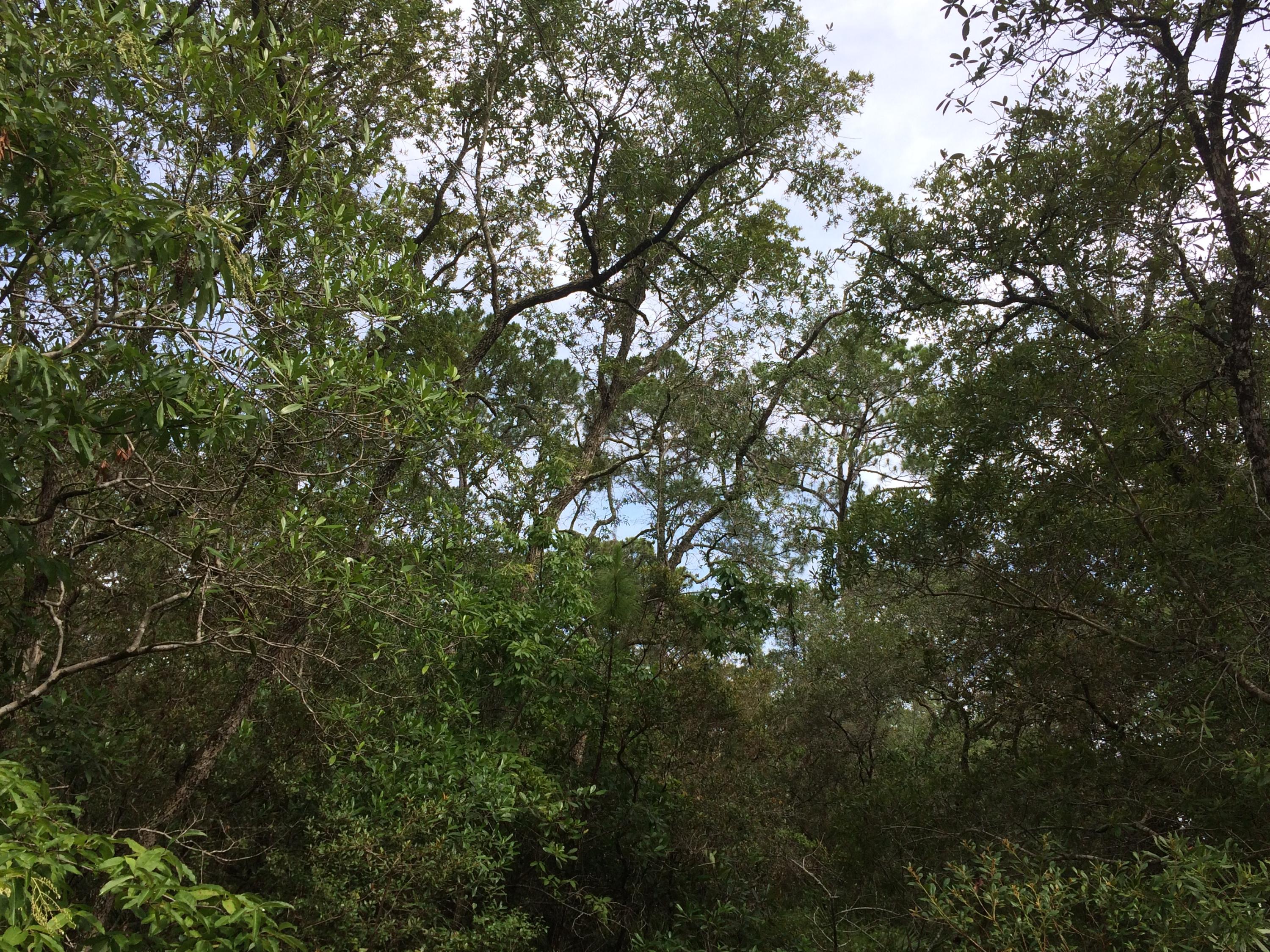 BAY MAGNOLIA - Land