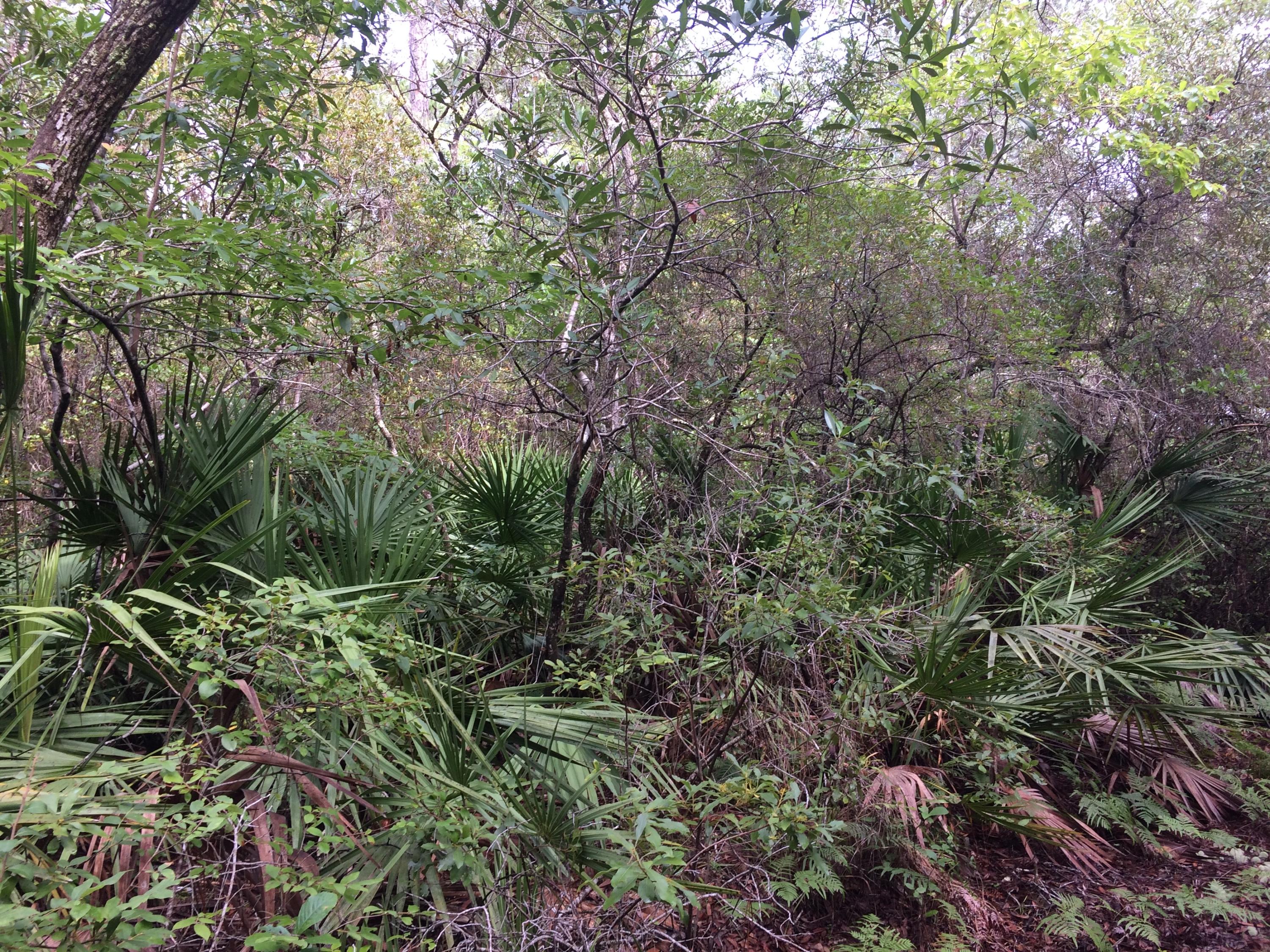BAY MAGNOLIA - Land