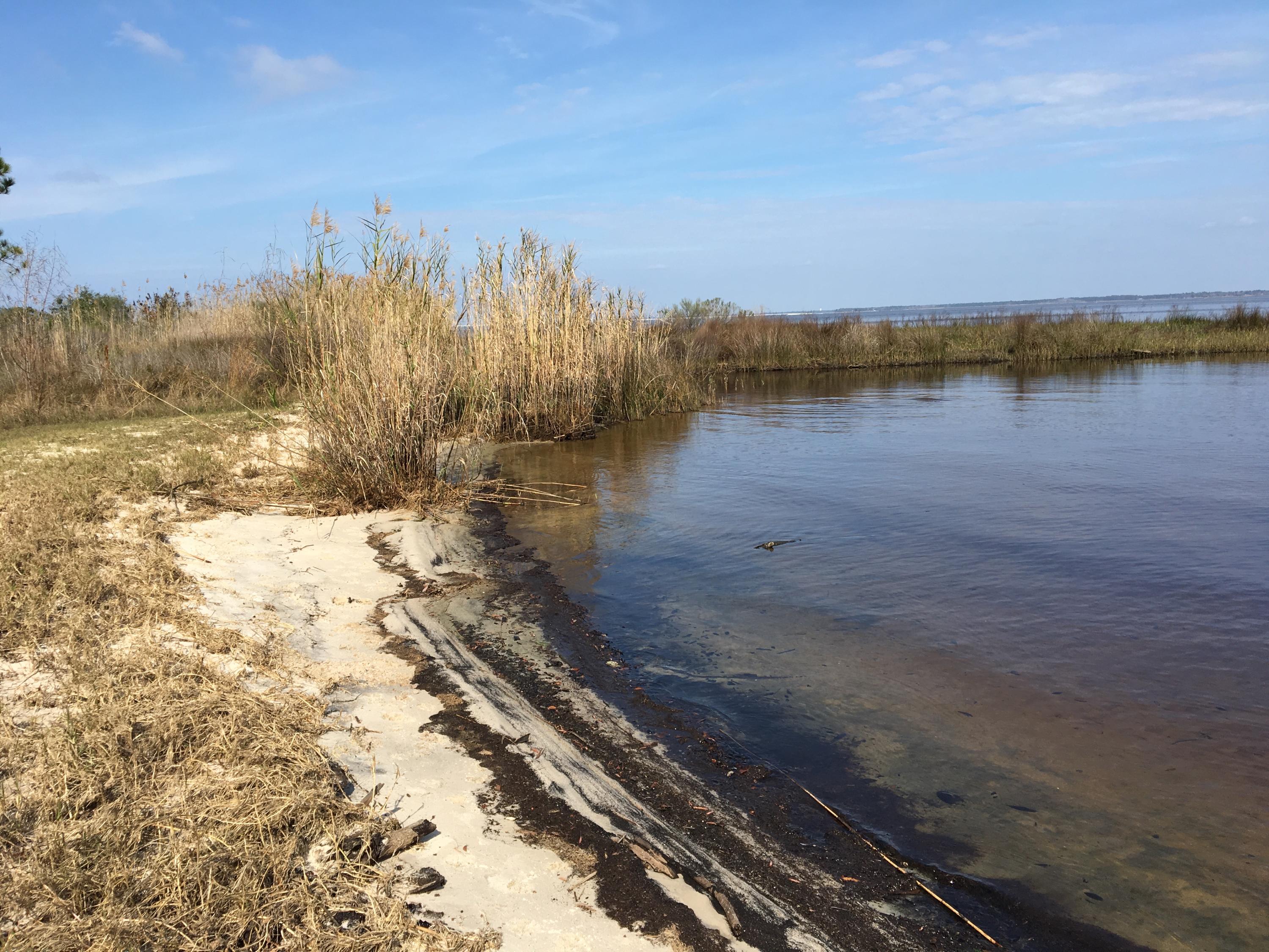 BAY MAGNOLIA - Land