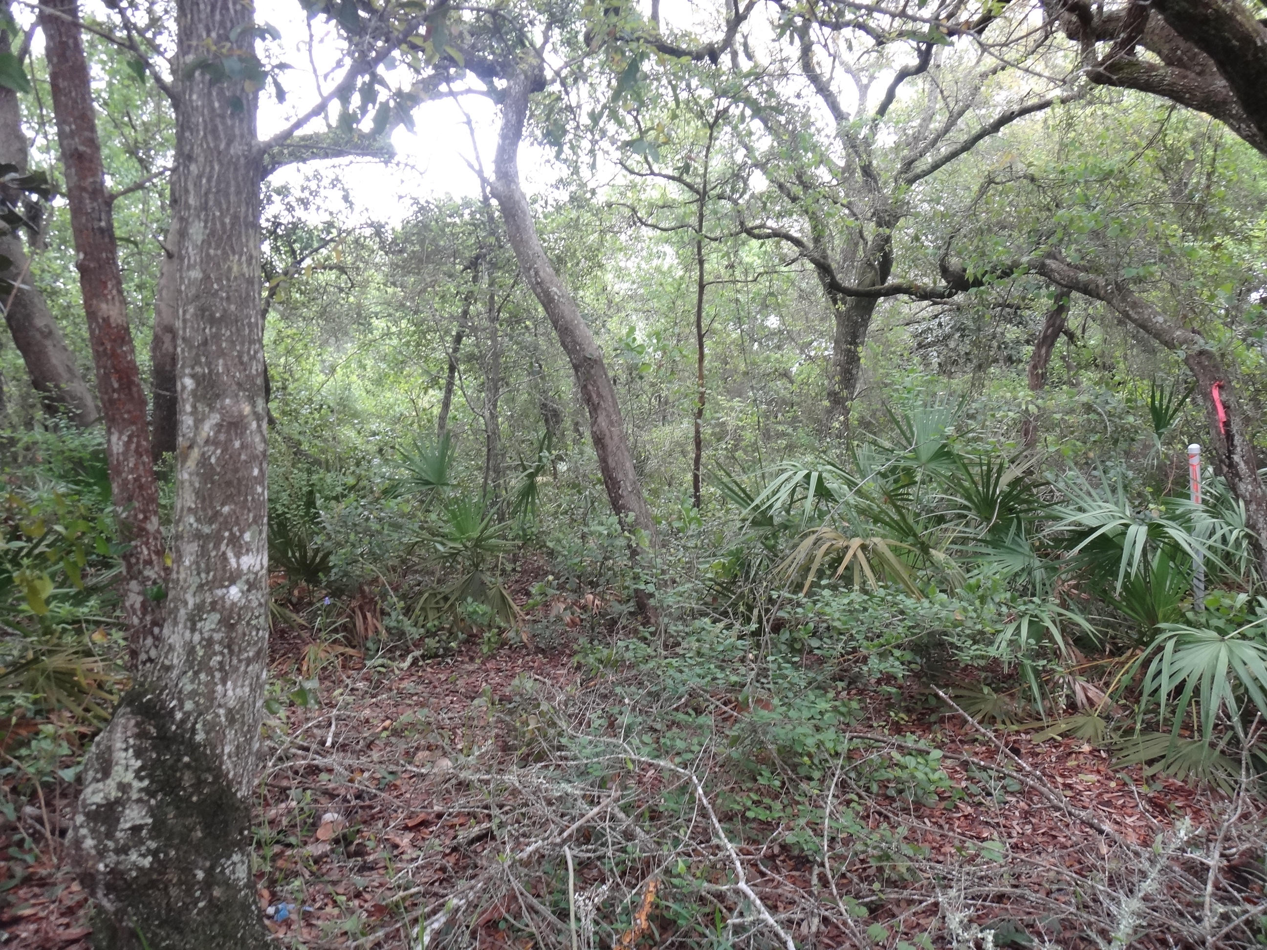 Nestled in the heart of 'Old Seagrove', vacant and wooded with oaks. No HOA fees, no build-out time, very close to beach, Seaside's restaurants, shopping & towncenter. ***Buyer is responsible for personally verifying details about this property. Any information contained in this listing is believed to be accurate but is not guaranteed.***
